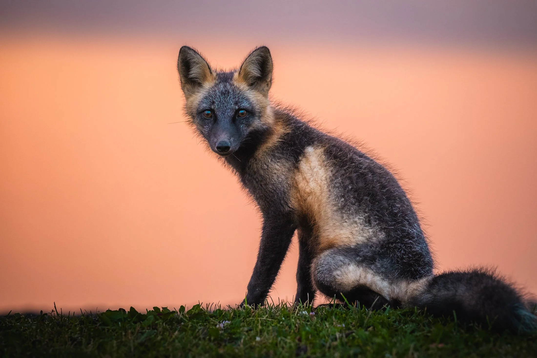 Maggie Parise - Mammals-37.jpg