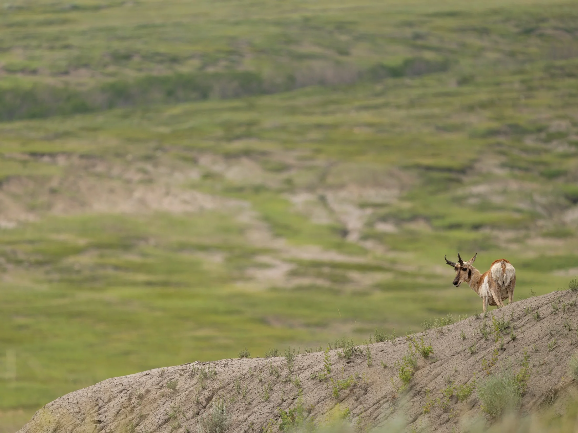 Maggie Parise - Mammals-87.jpg