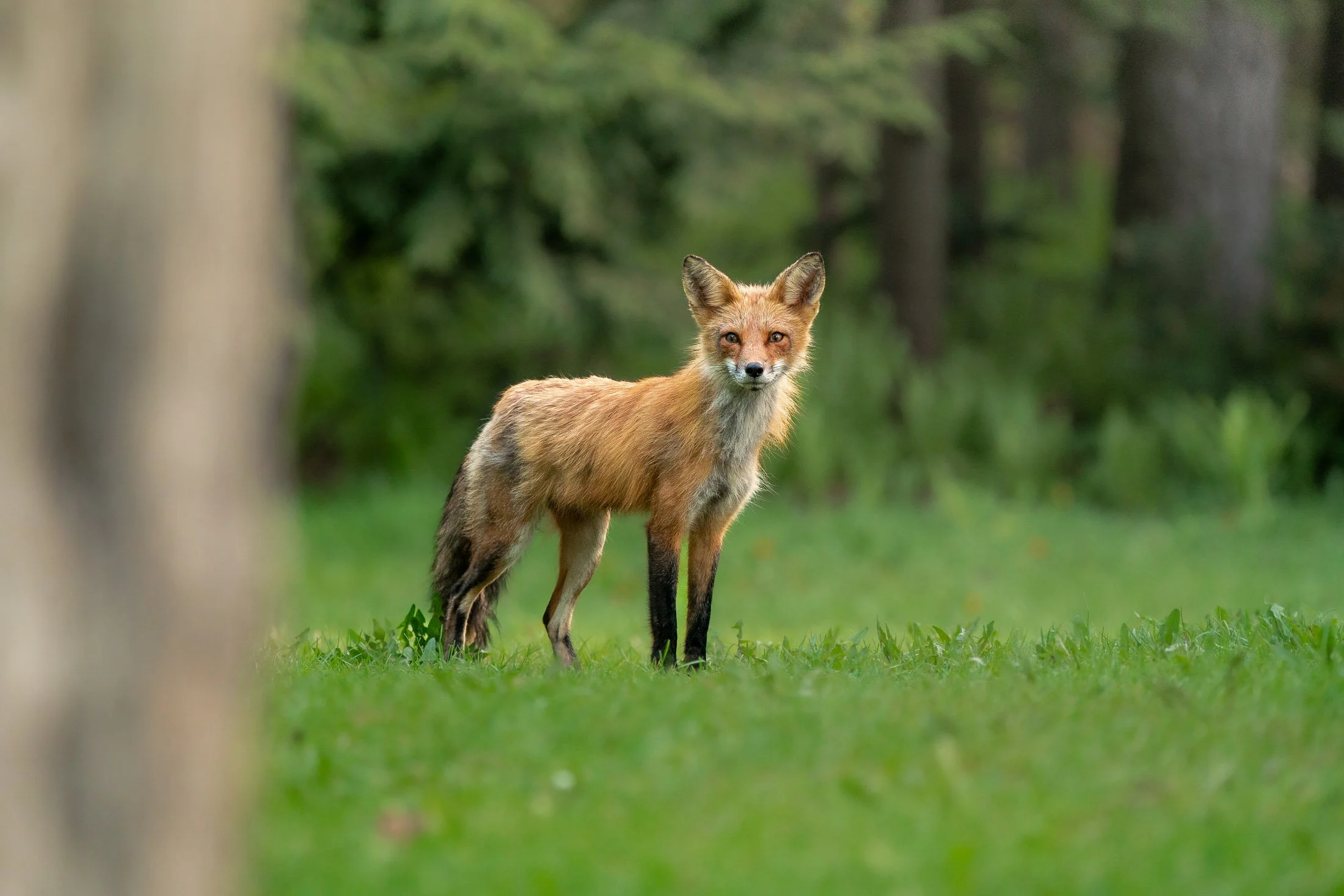 Maggie Parise - Mammals-72.jpg