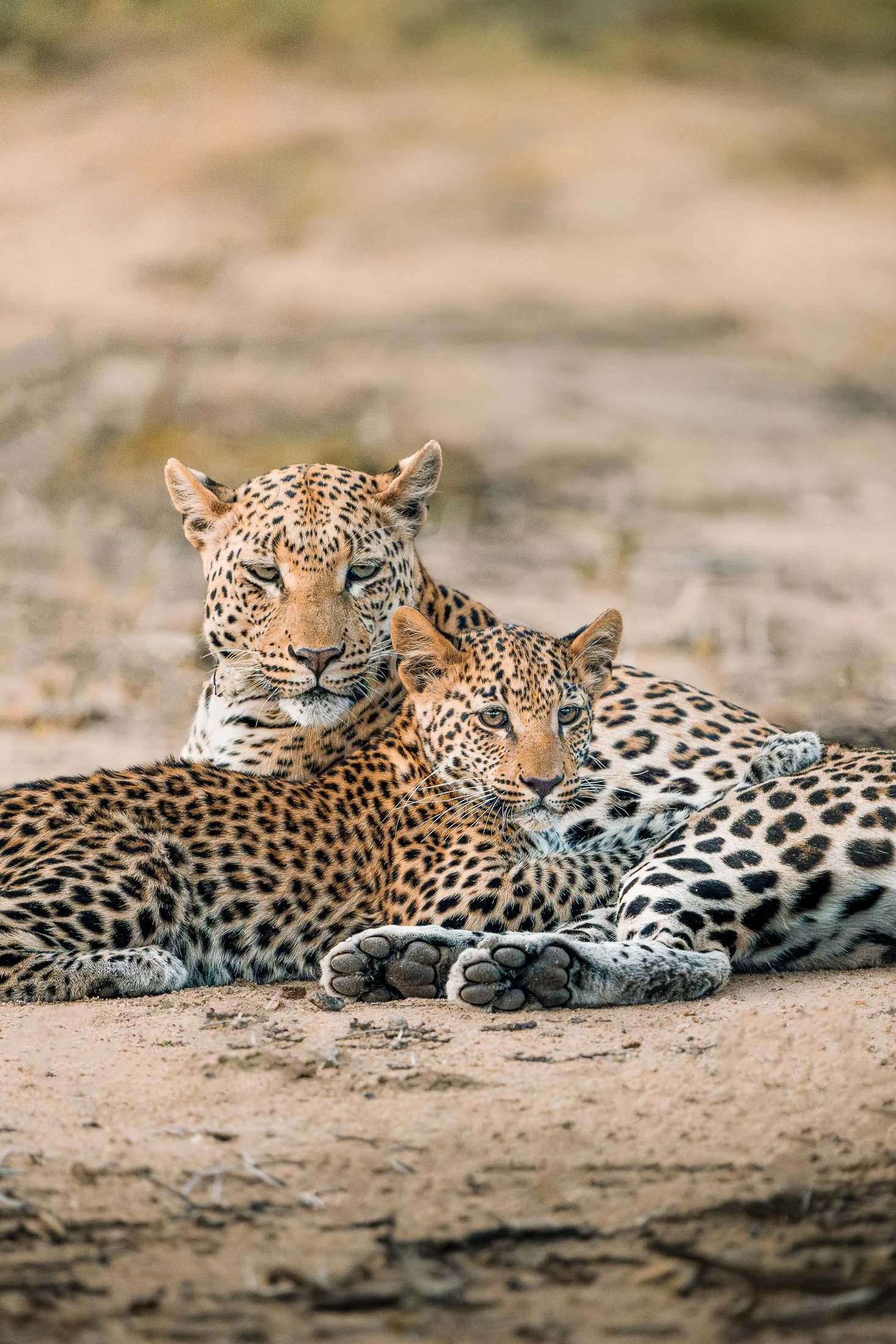 Maggie Parise - Mammals-24.jpg