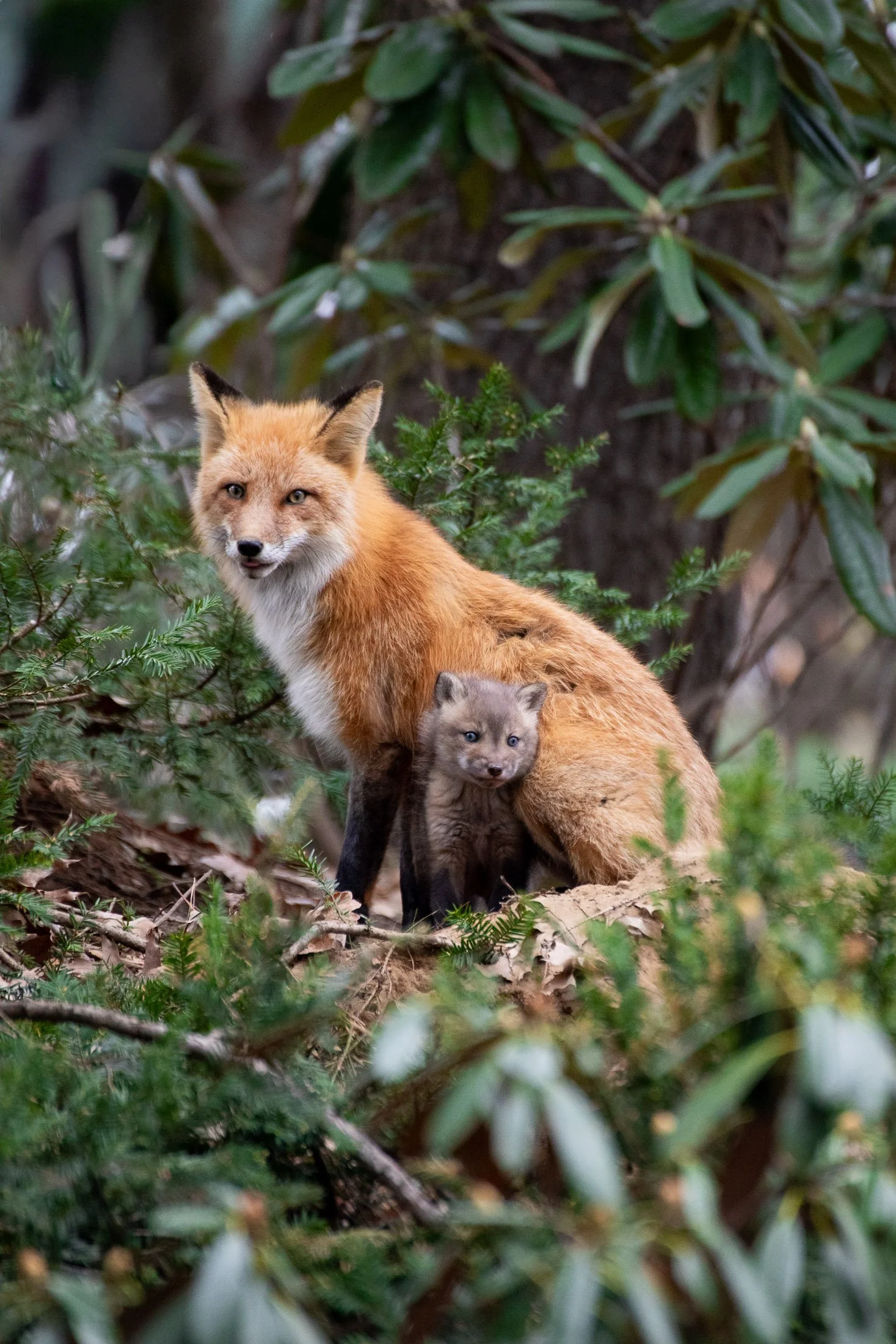 Maggie Parise - Mammals.1.jpg