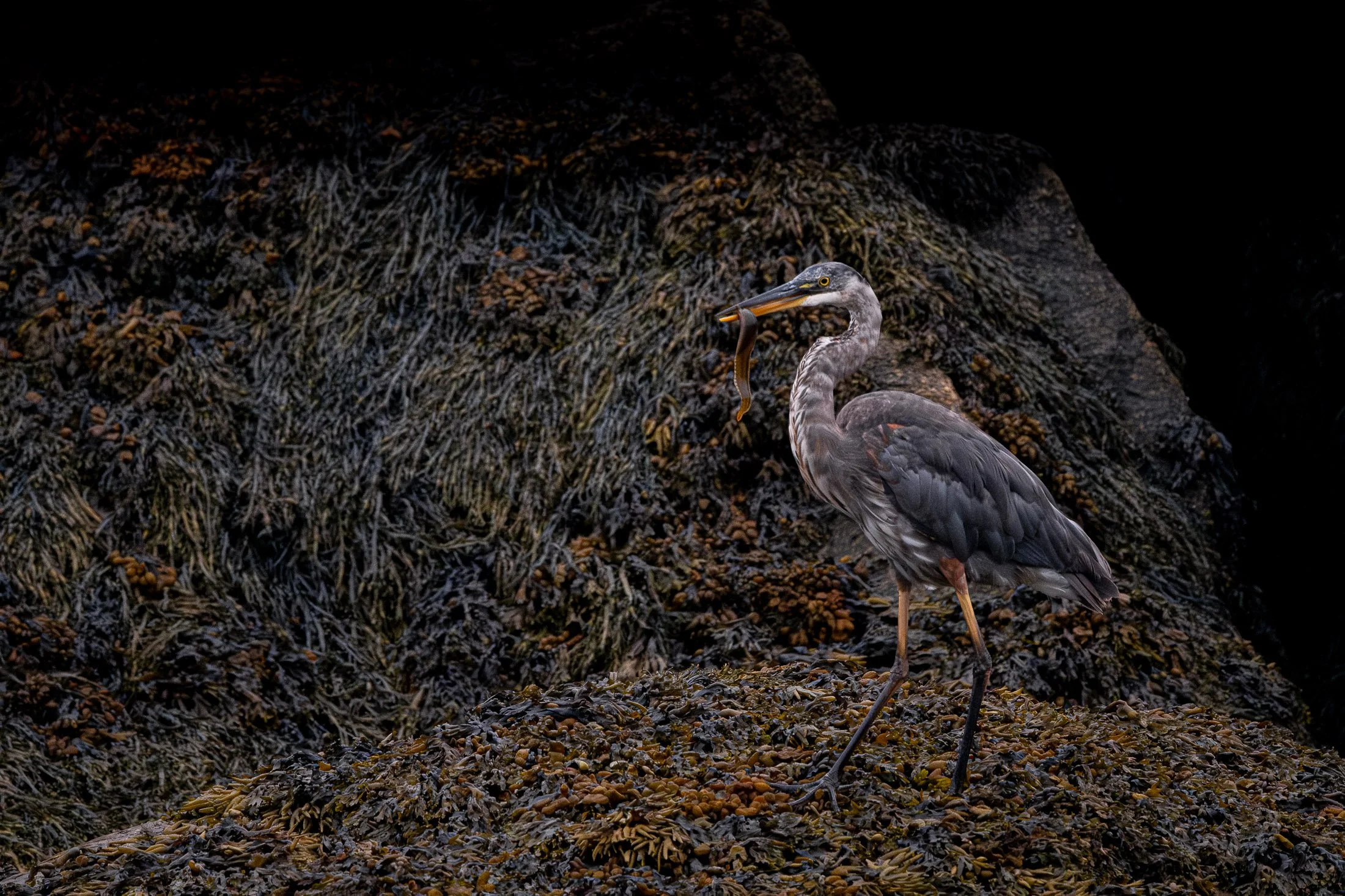 Maggie Parise - Birds-9-2.jpg