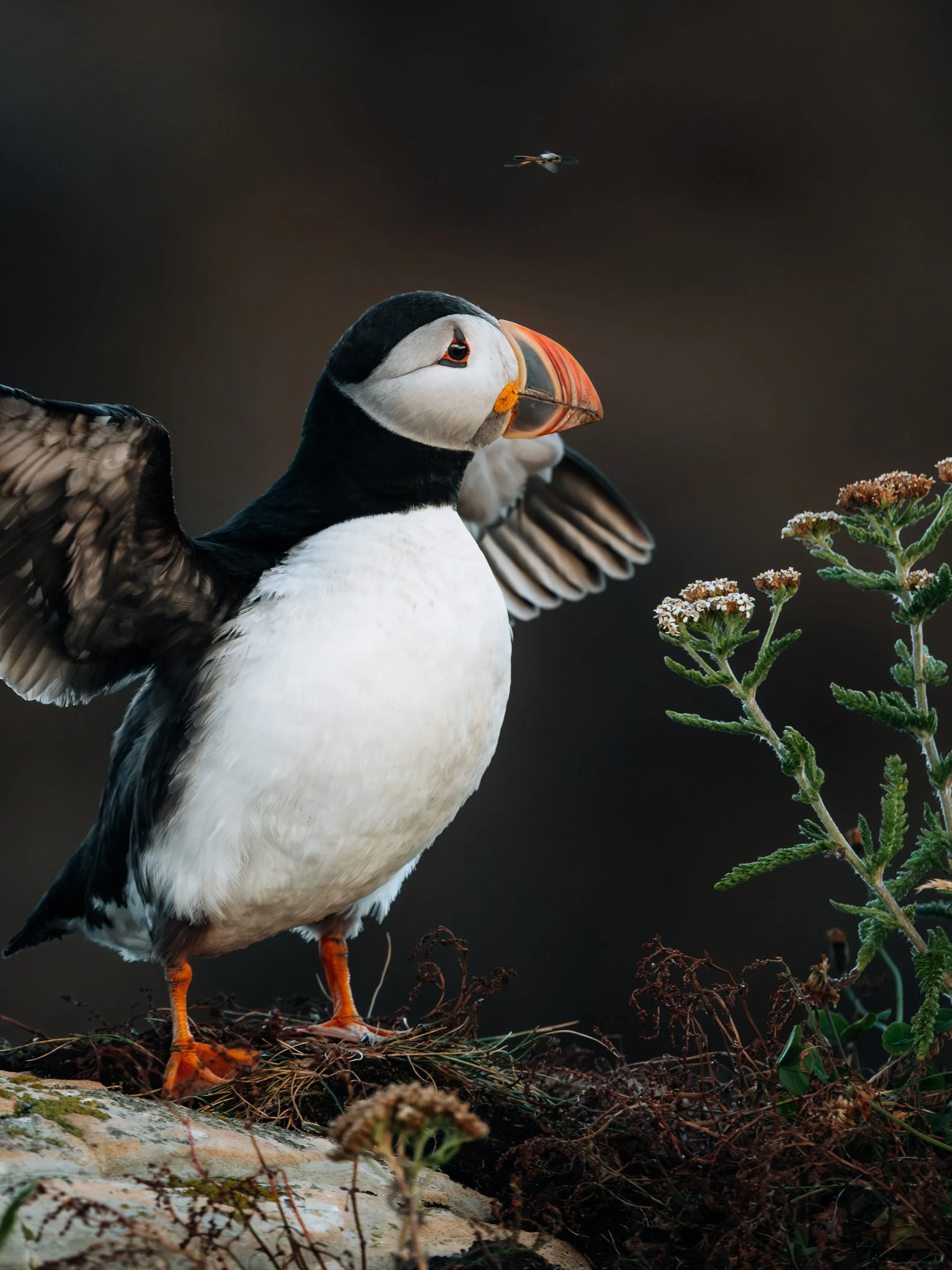 Maggie Parise - Birds-11.jpg