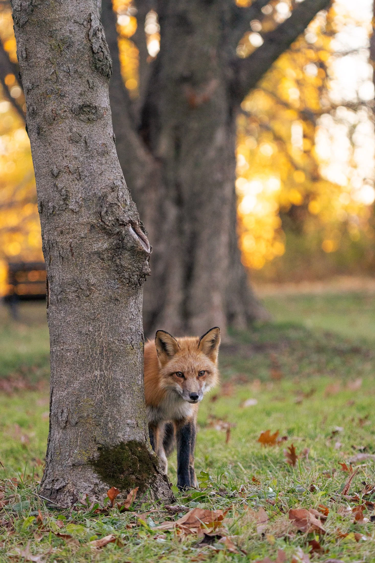 Maggie Parise - Urban Wildlife-1-2.jpg