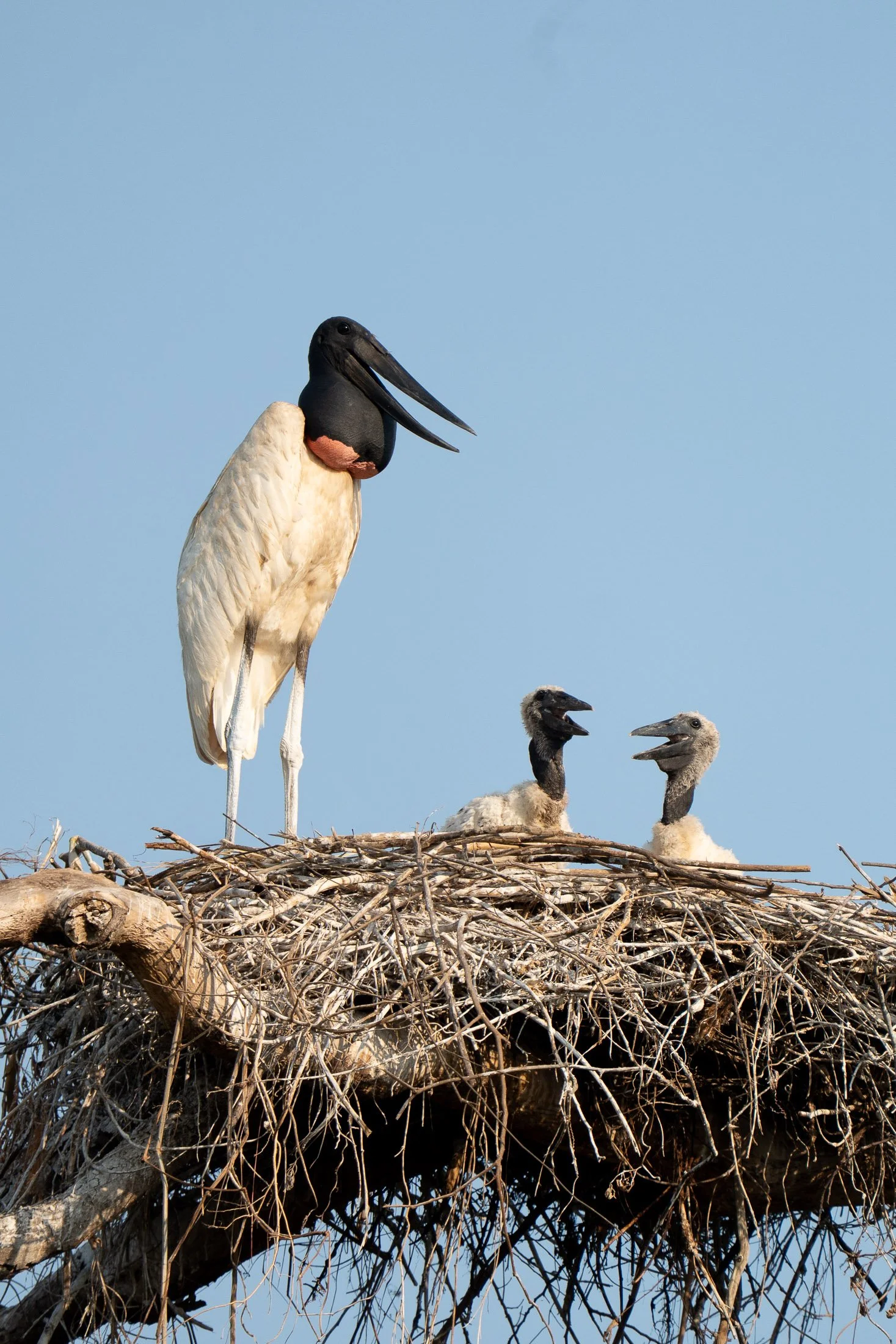 Maggie Parise - Pantanal-10.jpg
