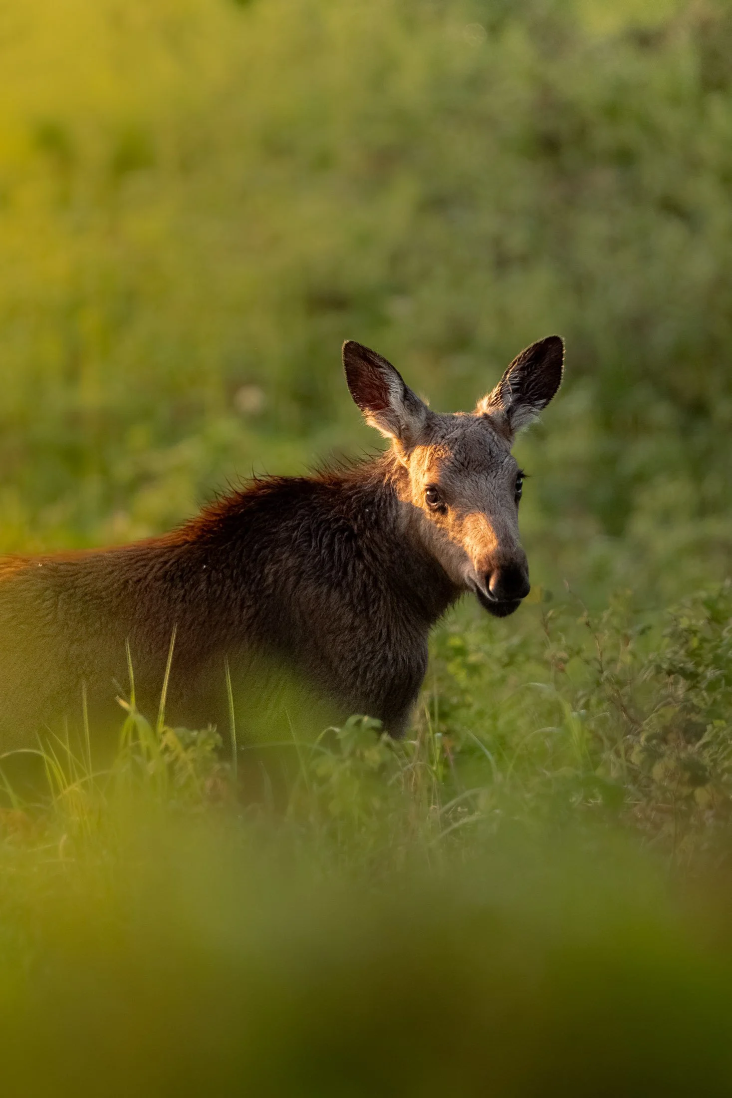 Maggie Parise - Mammals-46.jpg