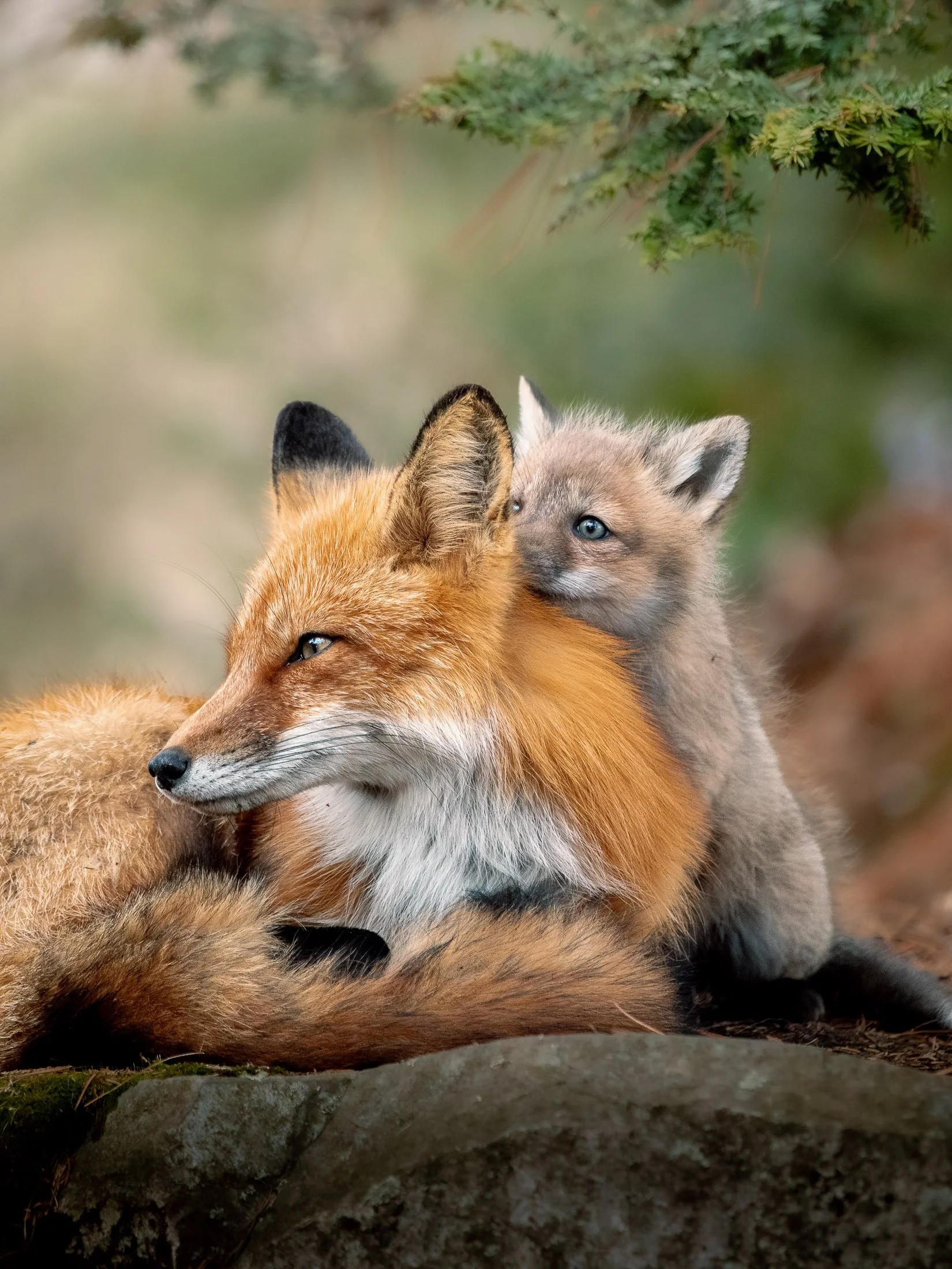 Maggie Parise - Mammals-6.jpg