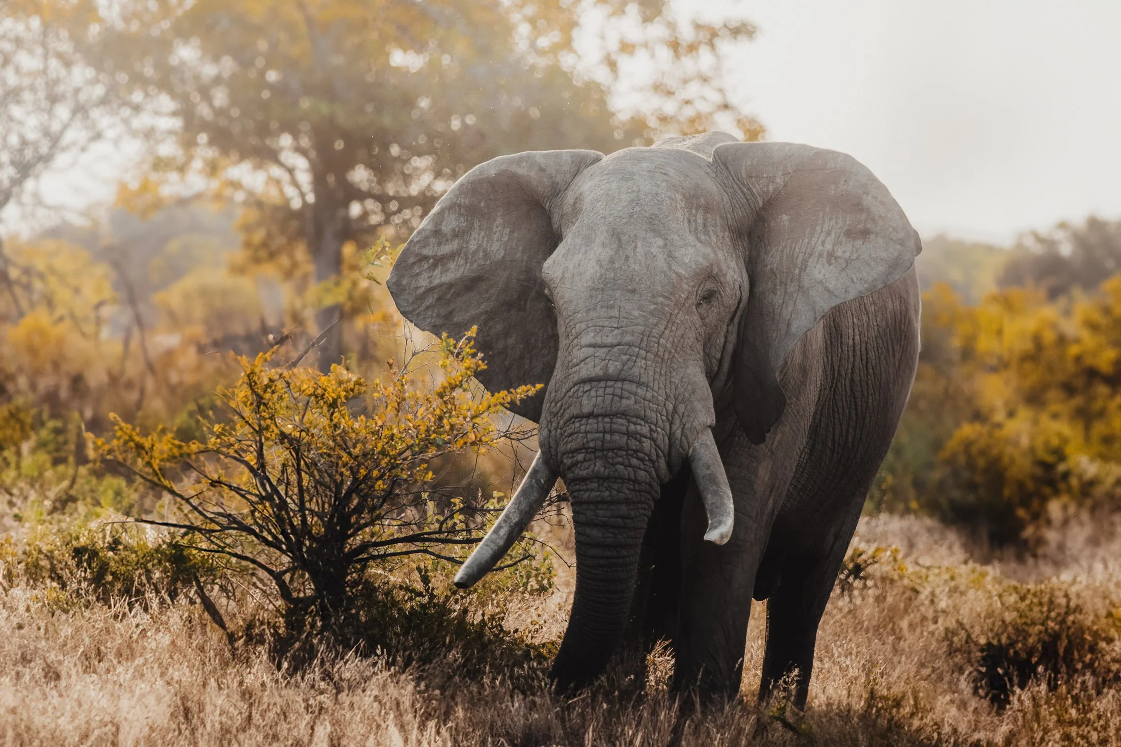 Maggie Parise - Mammals-9.jpg