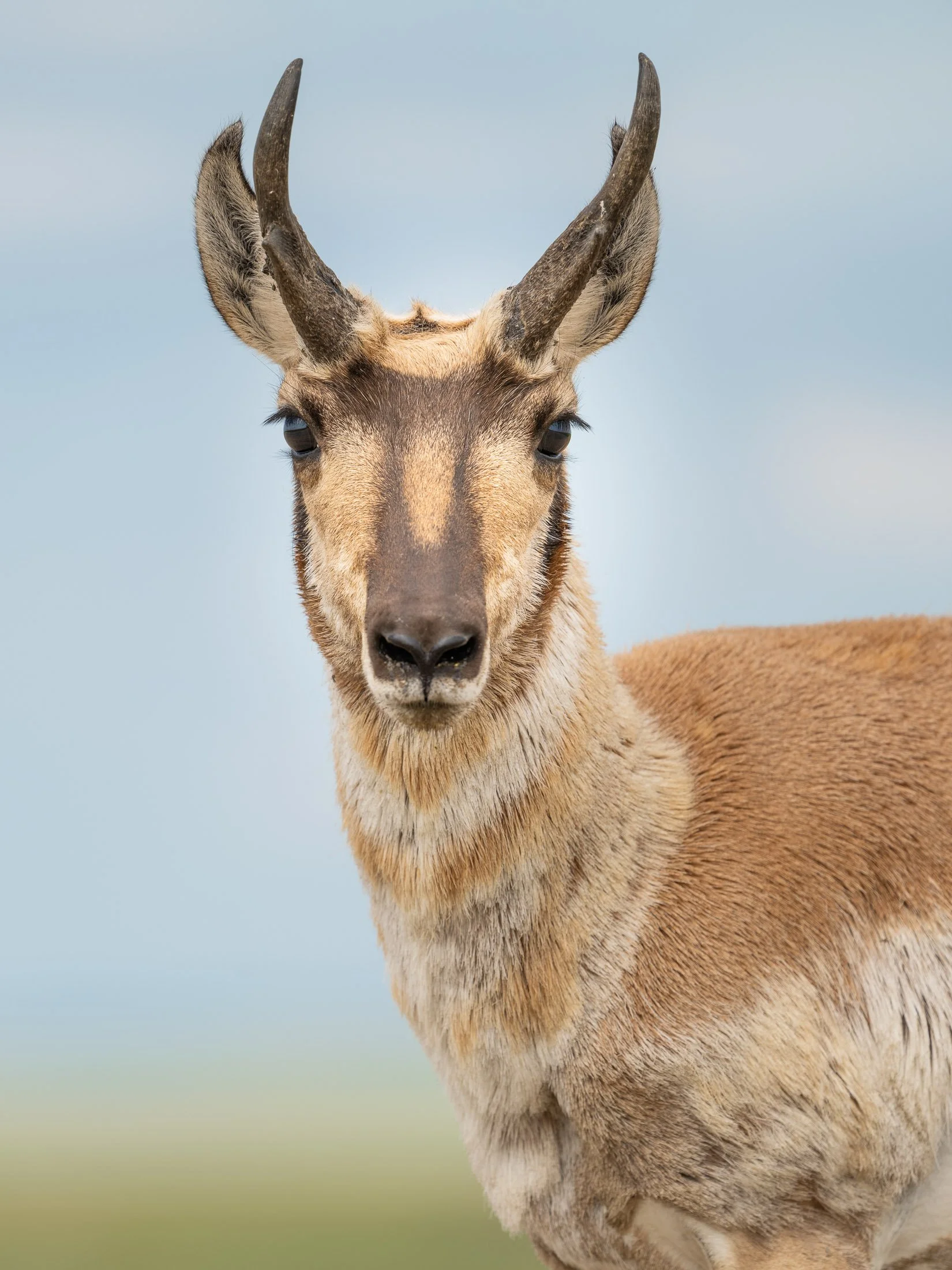 Maggie Parise - Mammals-86.jpg