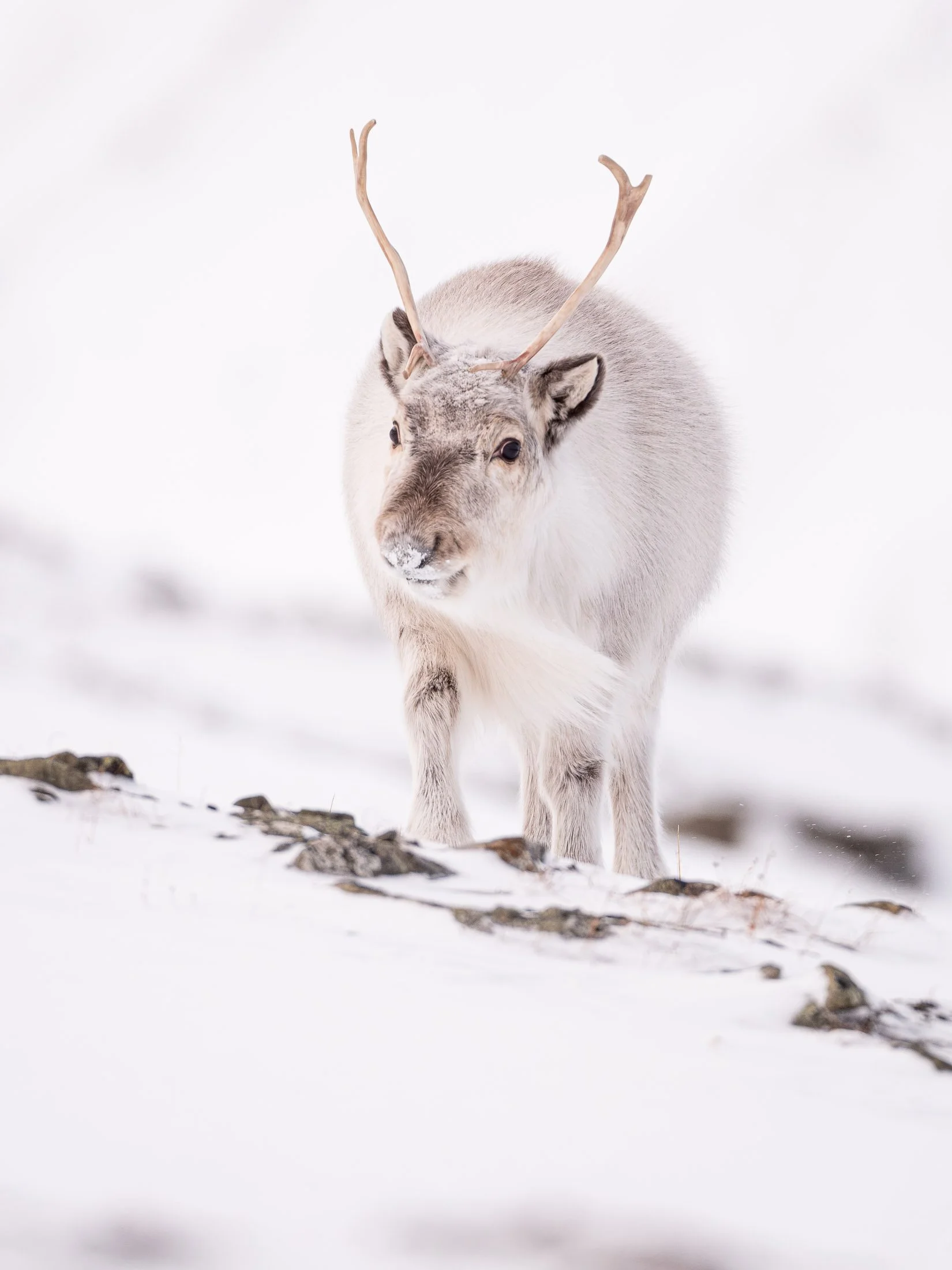 Maggie Parise - Mammals-64.jpg
