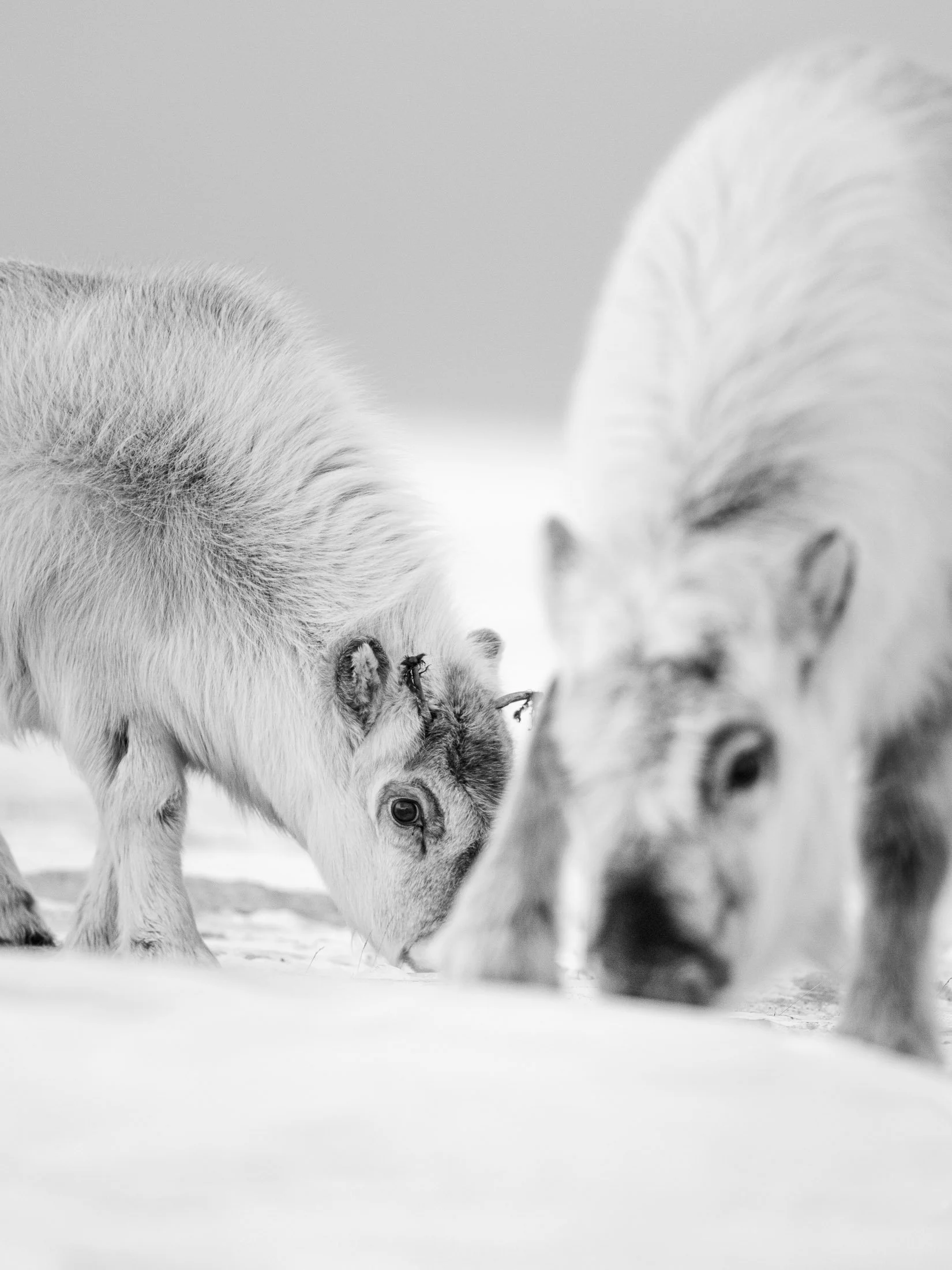 Maggie Parise - Mammals-60-3.jpg