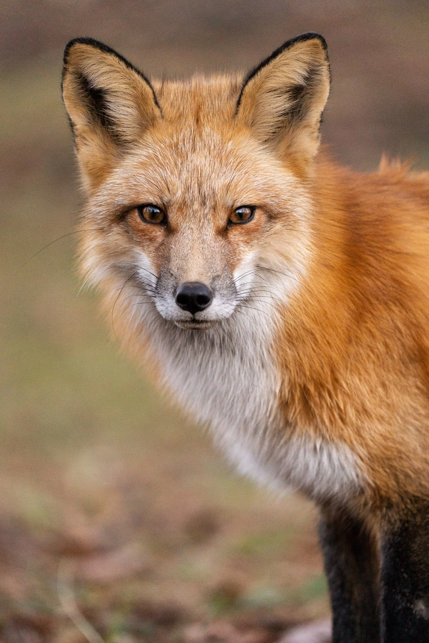 Maggie Parise - Urban Wildlife-2.jpg