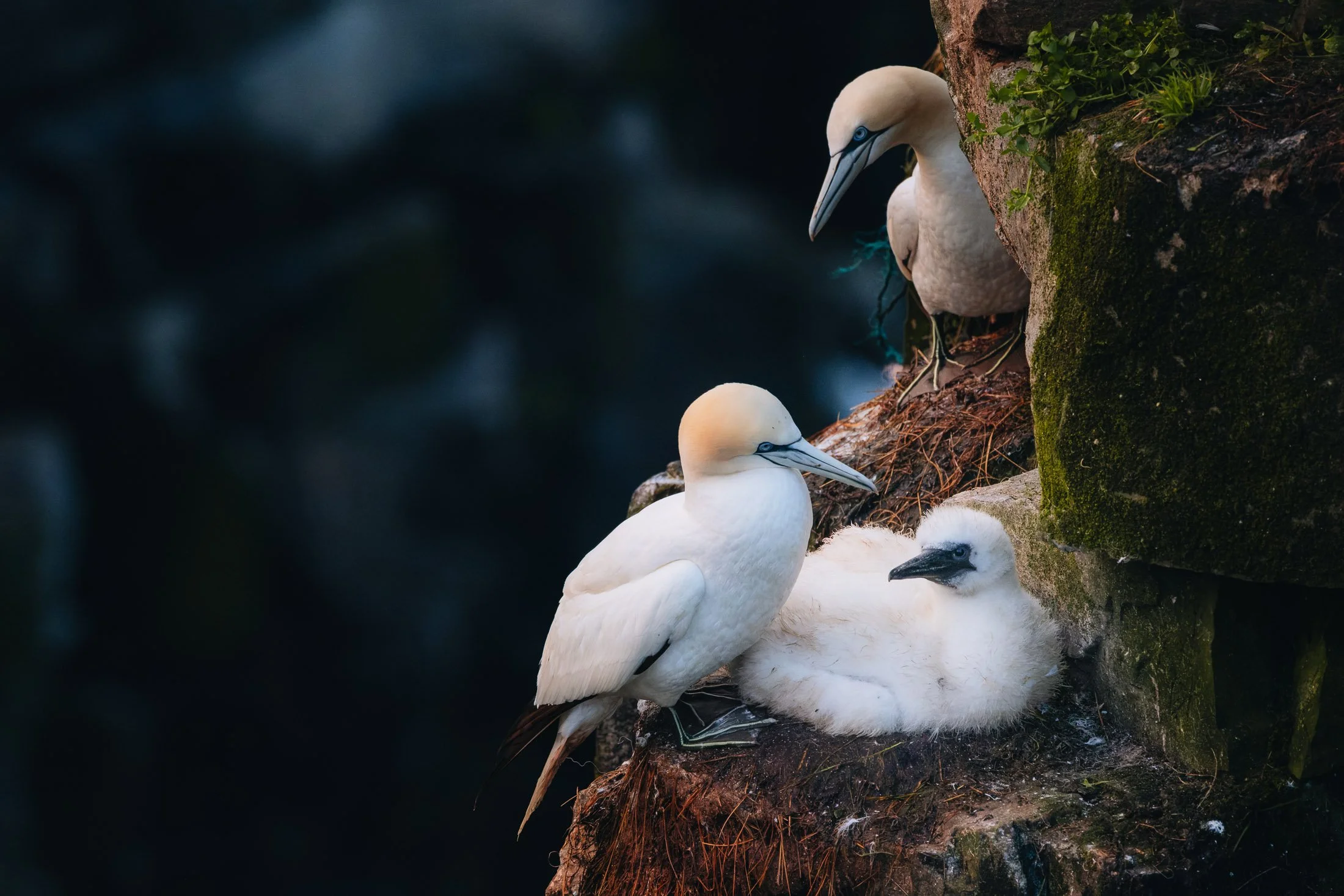 Maggie Parise - Birds-6-2.jpg