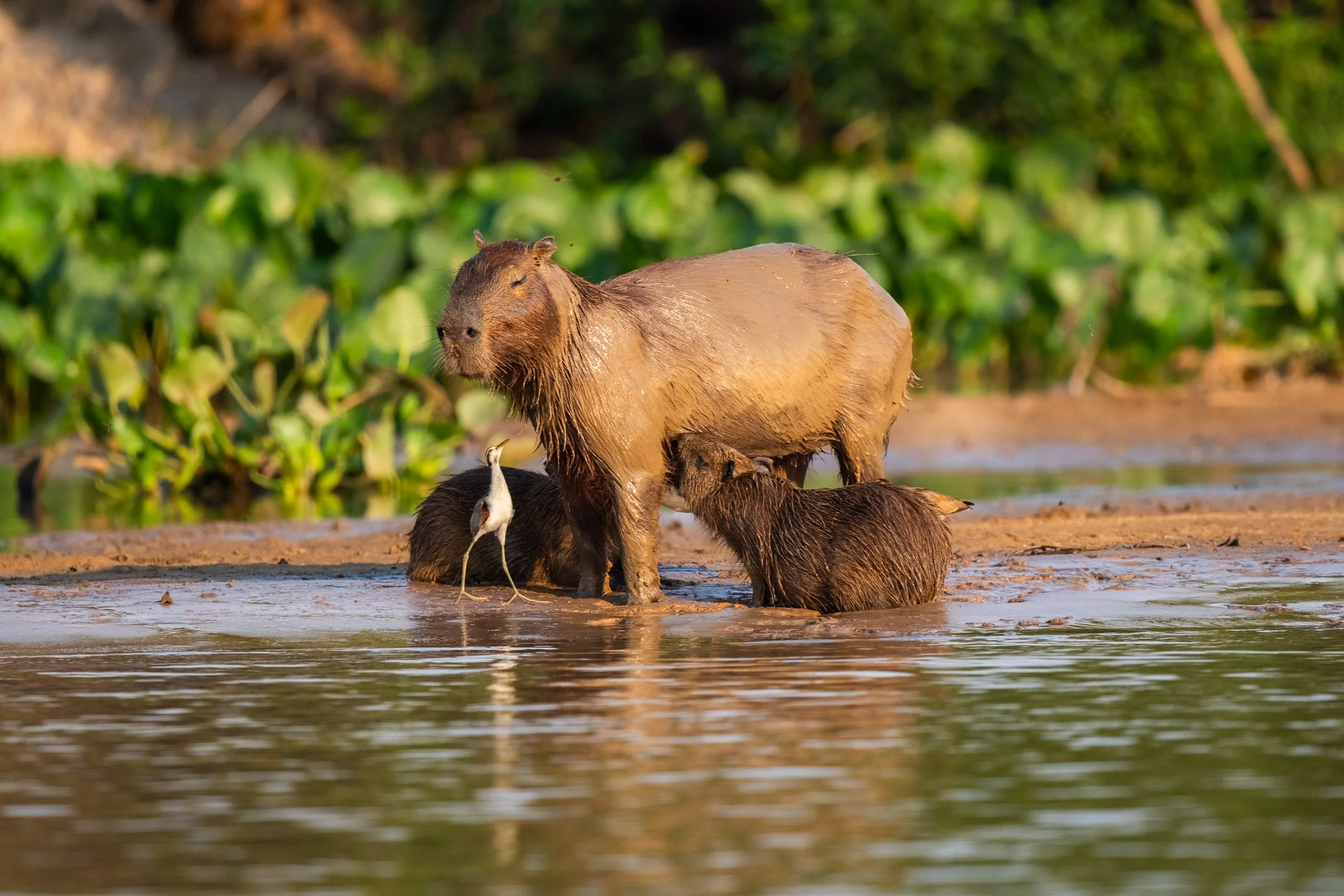 Maggie Parise - Pantanal-11.jpg