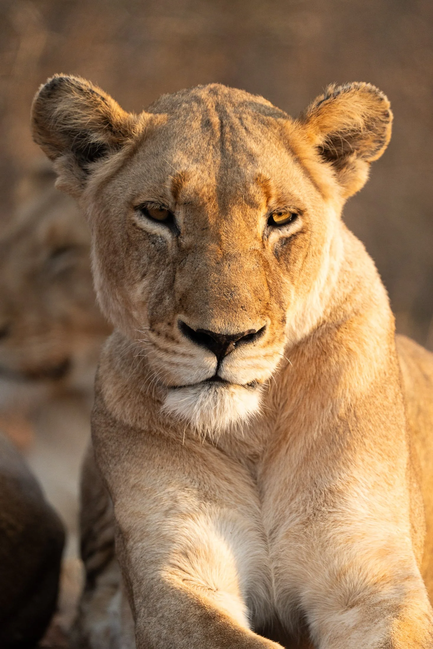 Savanna