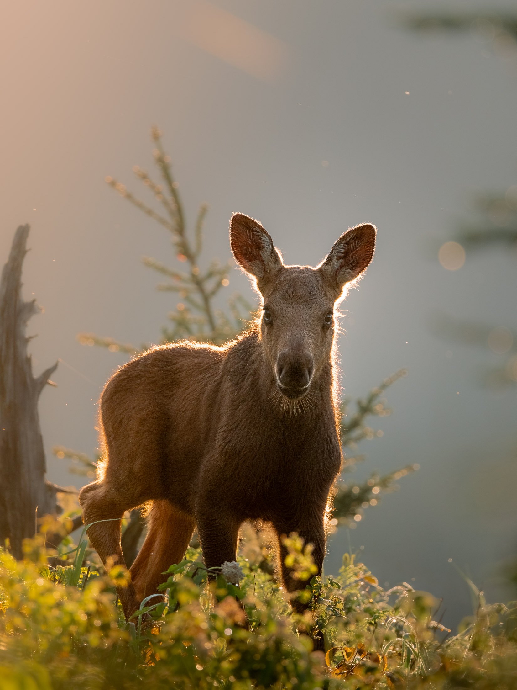 Maggie Parise - Mammals-47.jpg