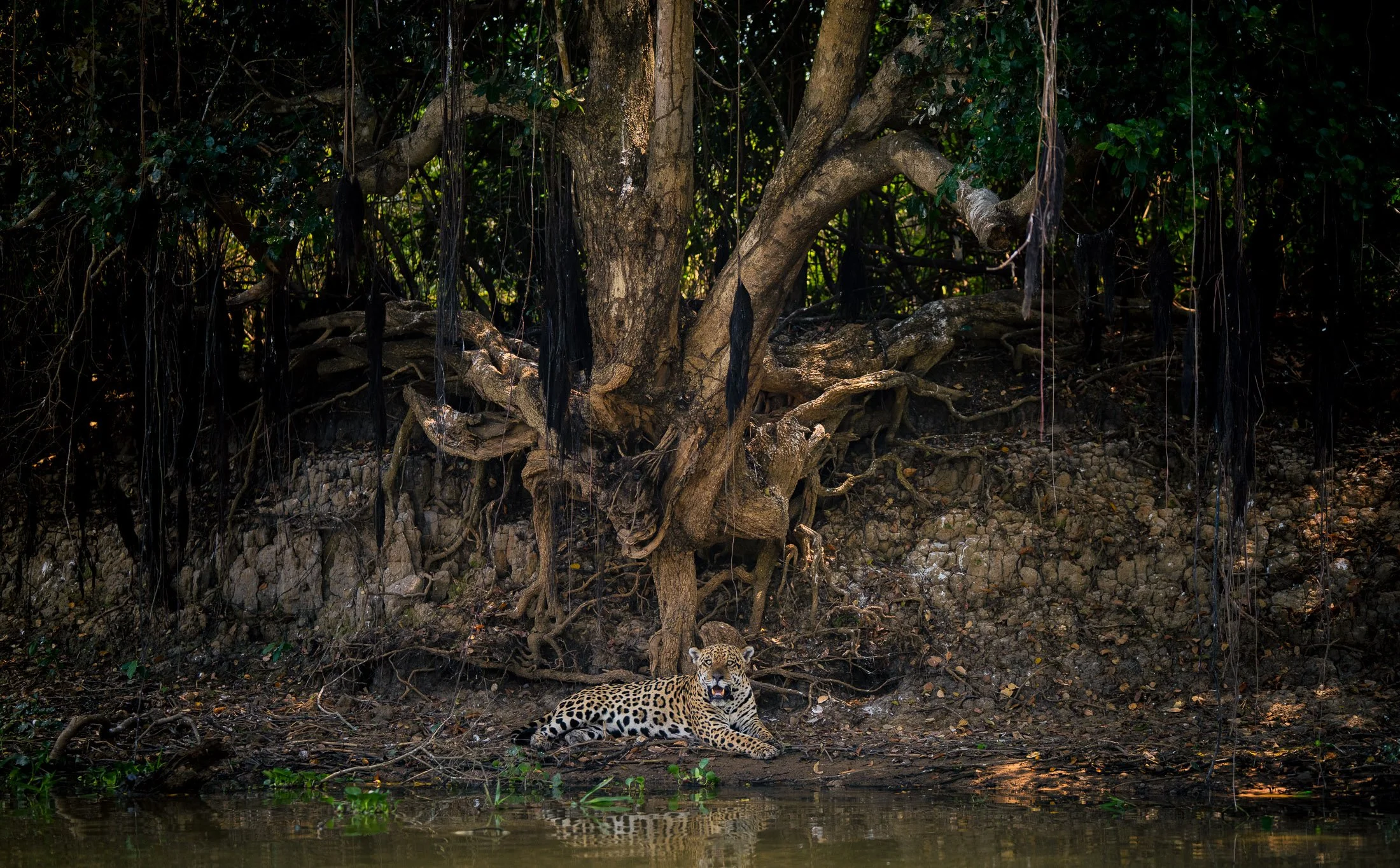 Maggie Parise - Pantanal-4.jpg