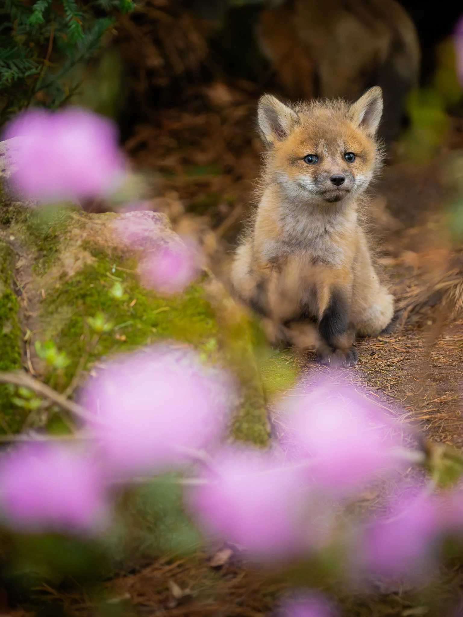 Maggie Parise - Fox cub and flowers - web.jpg