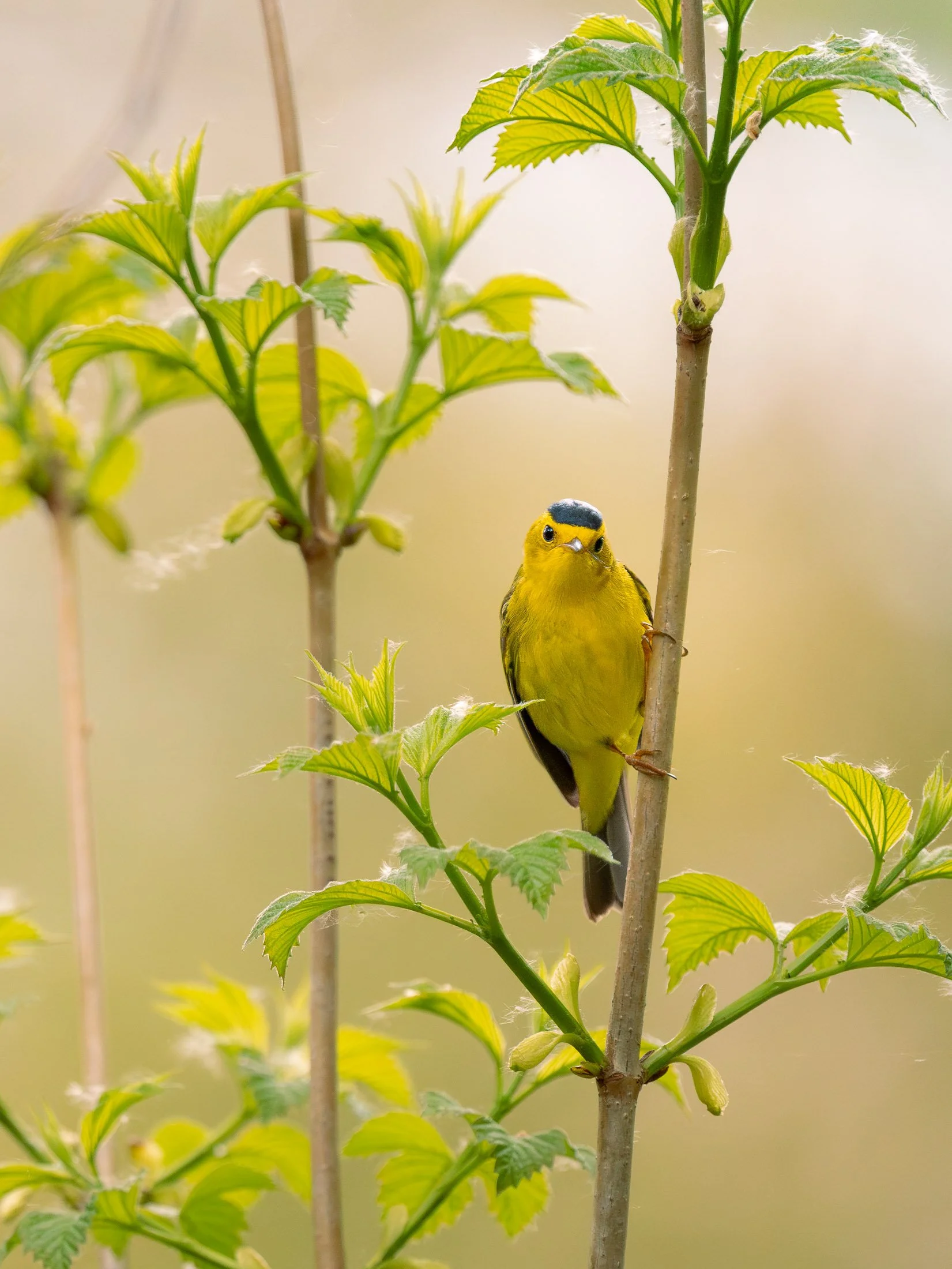 Maggie Parise - Birds-7.jpg