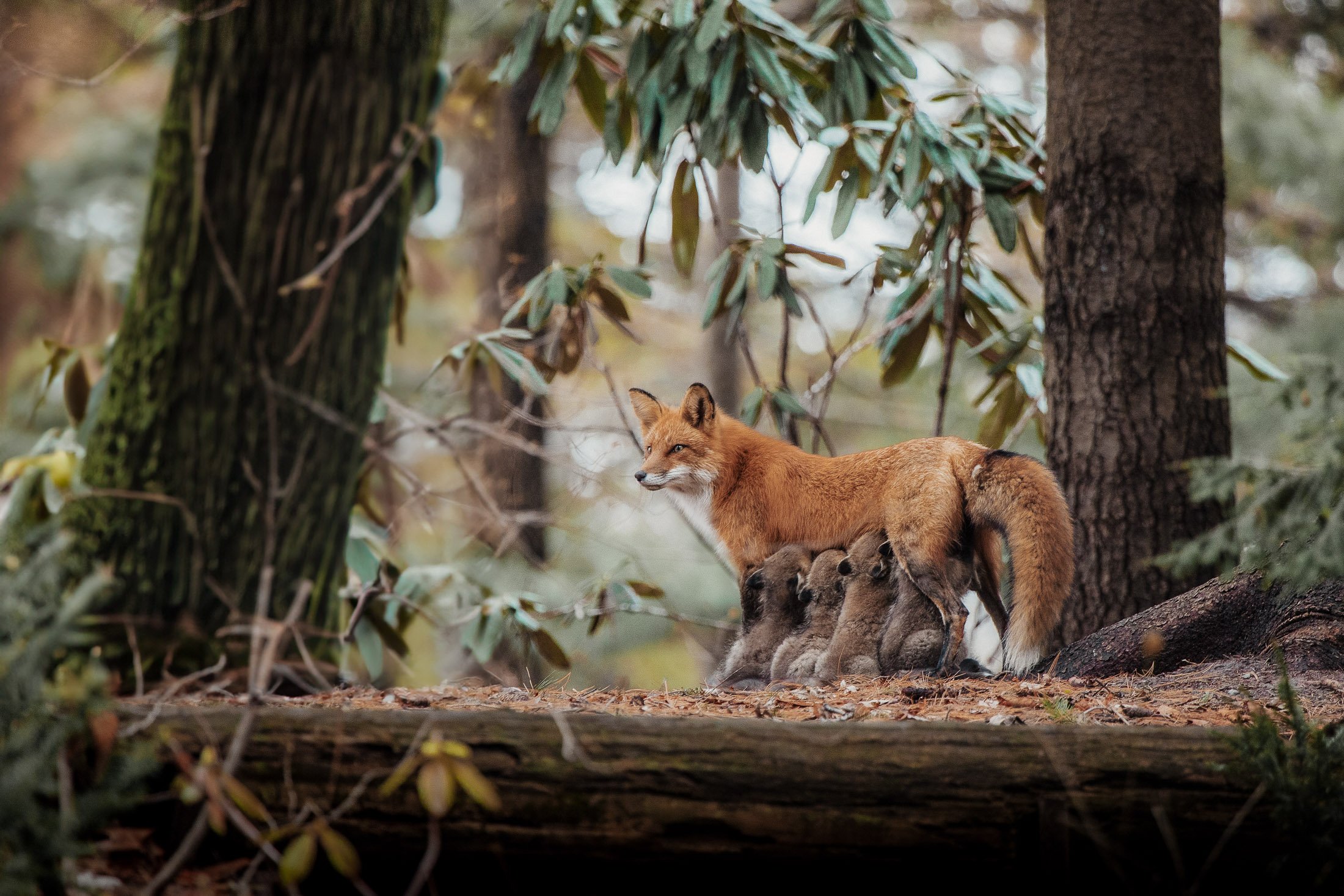 Maggie Parise - Mammals-5.jpg