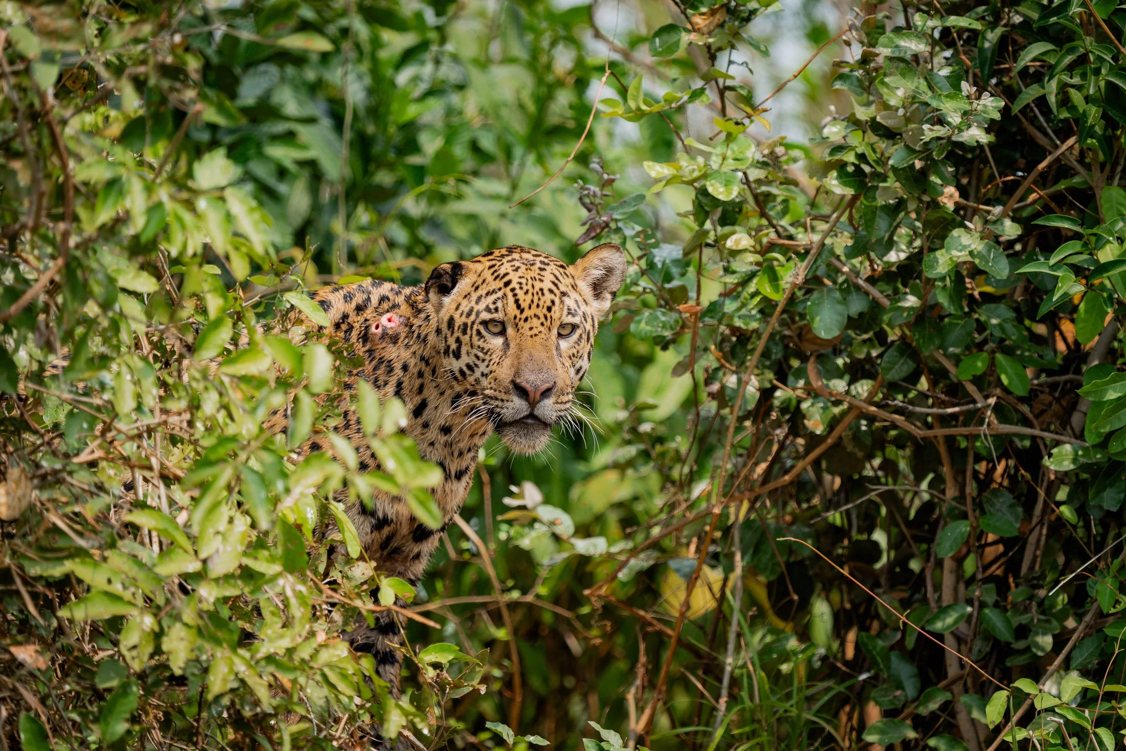 Maggie Parise - Pantanal-5.jpg