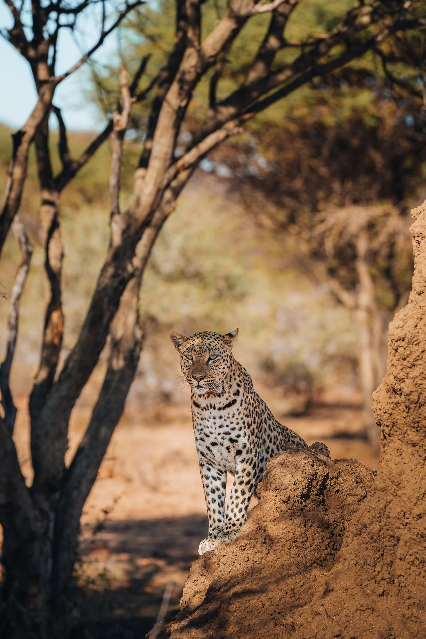 Maggie Parise - Mammals-26.jpg