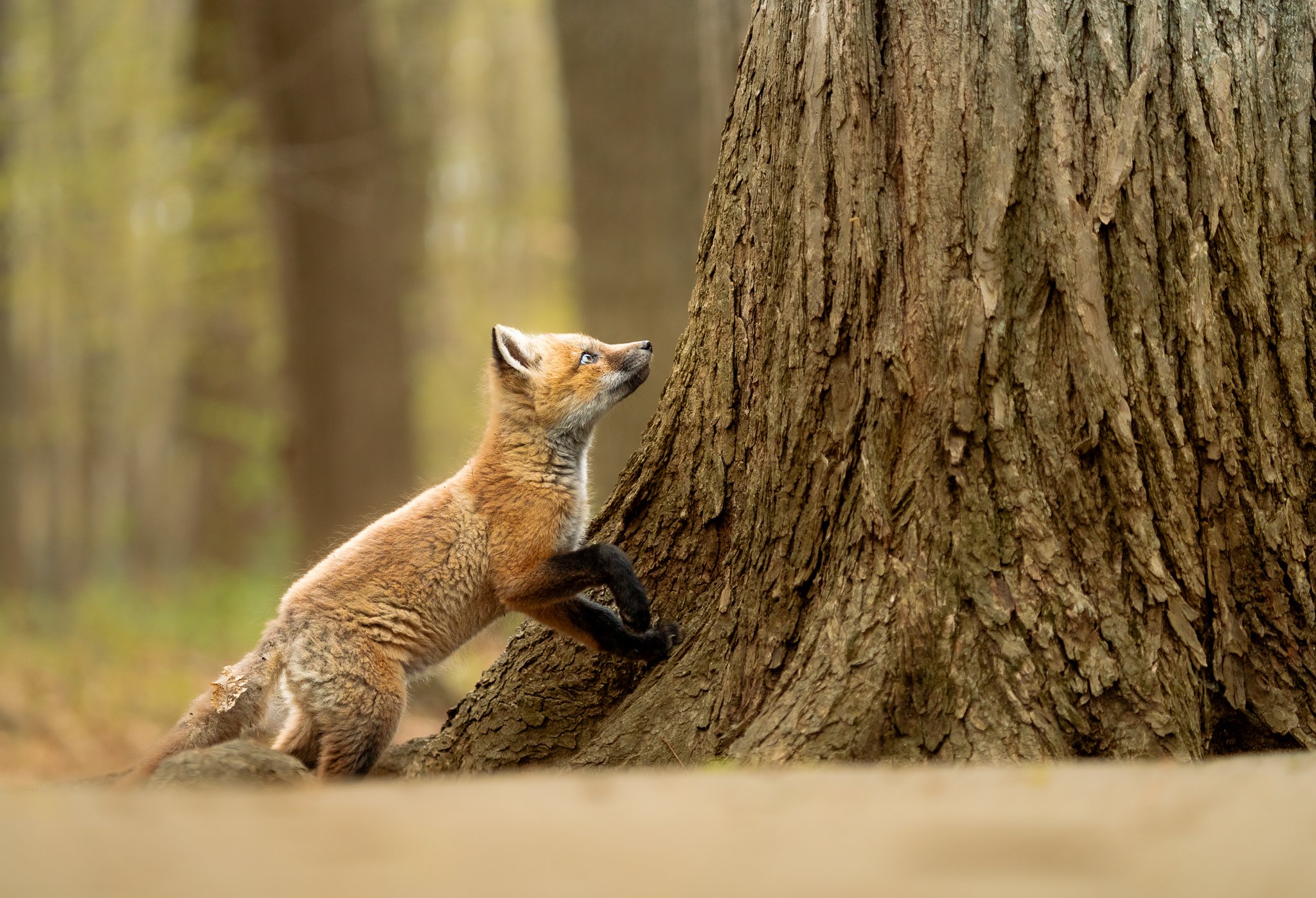 Maggie Parise - Fox discover world - web.jpg