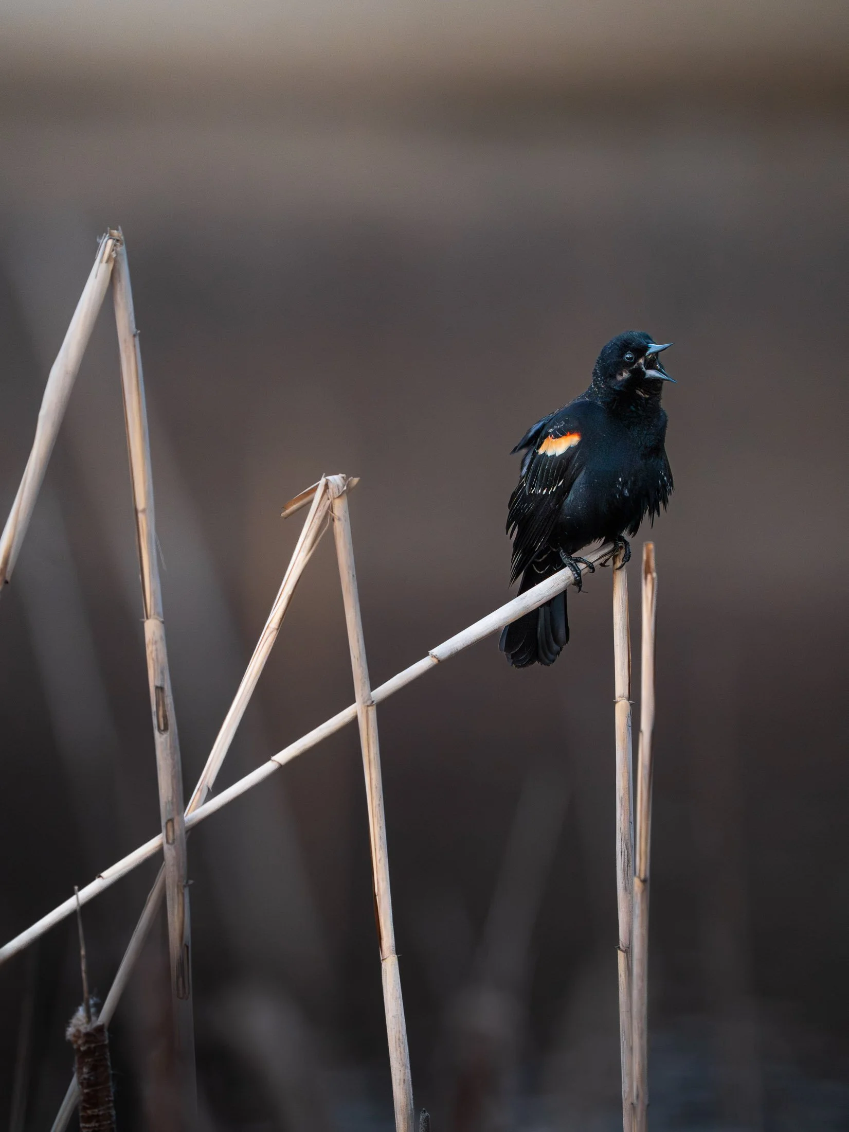 Maggie Parise - Birds-2.jpg