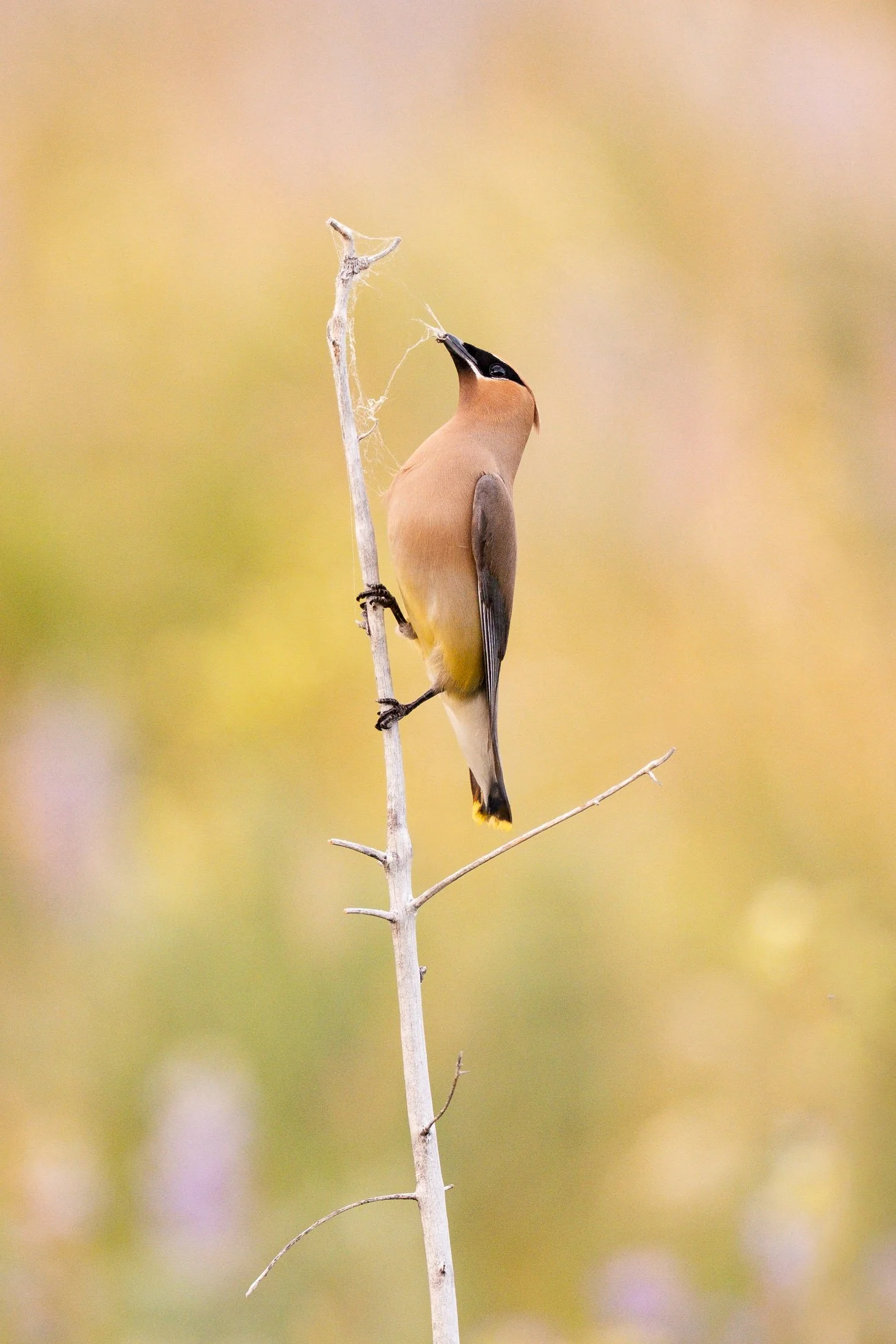Maggie Parise - Birds-13.jpg