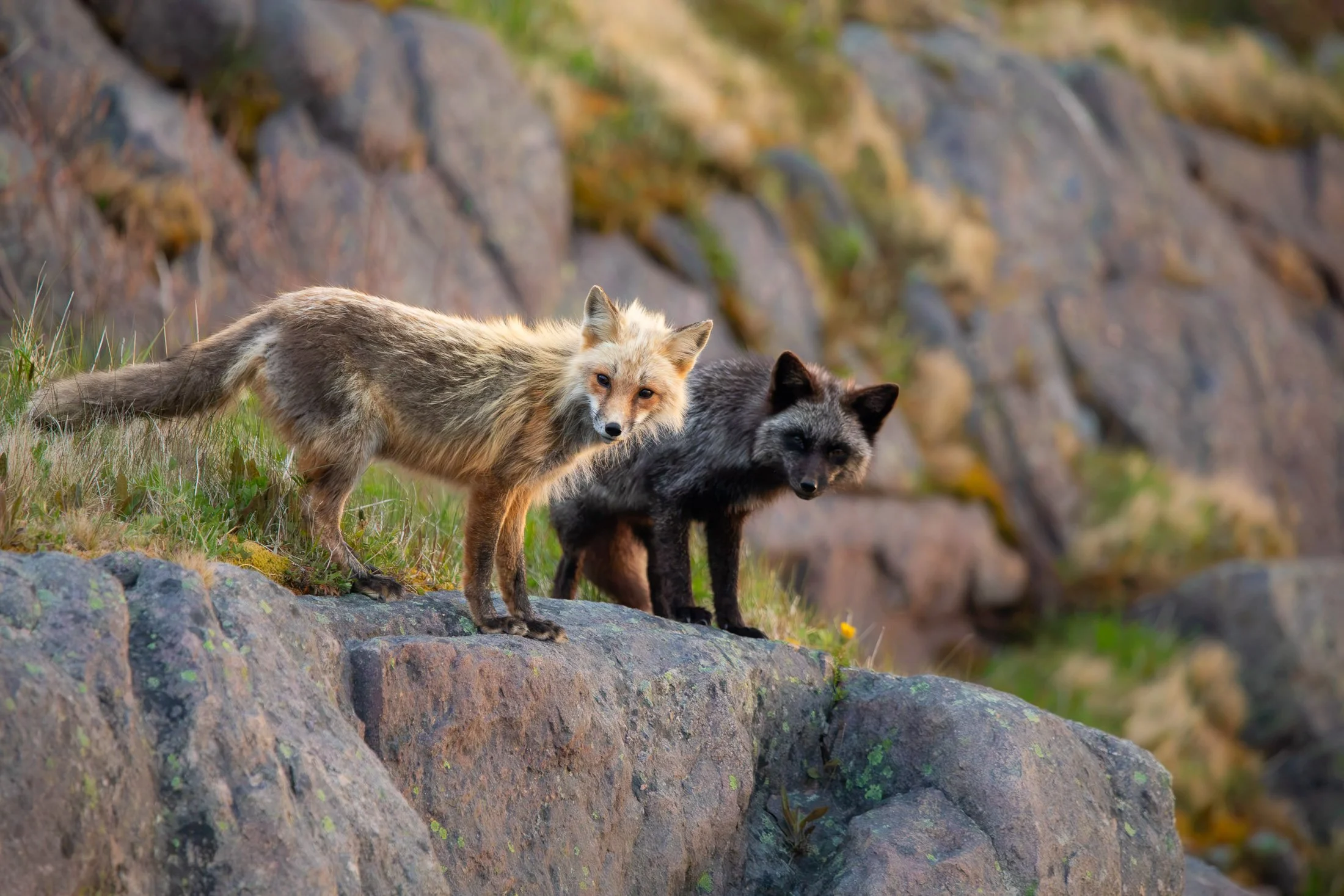 Maggie Parise - Mammals-2.jpg