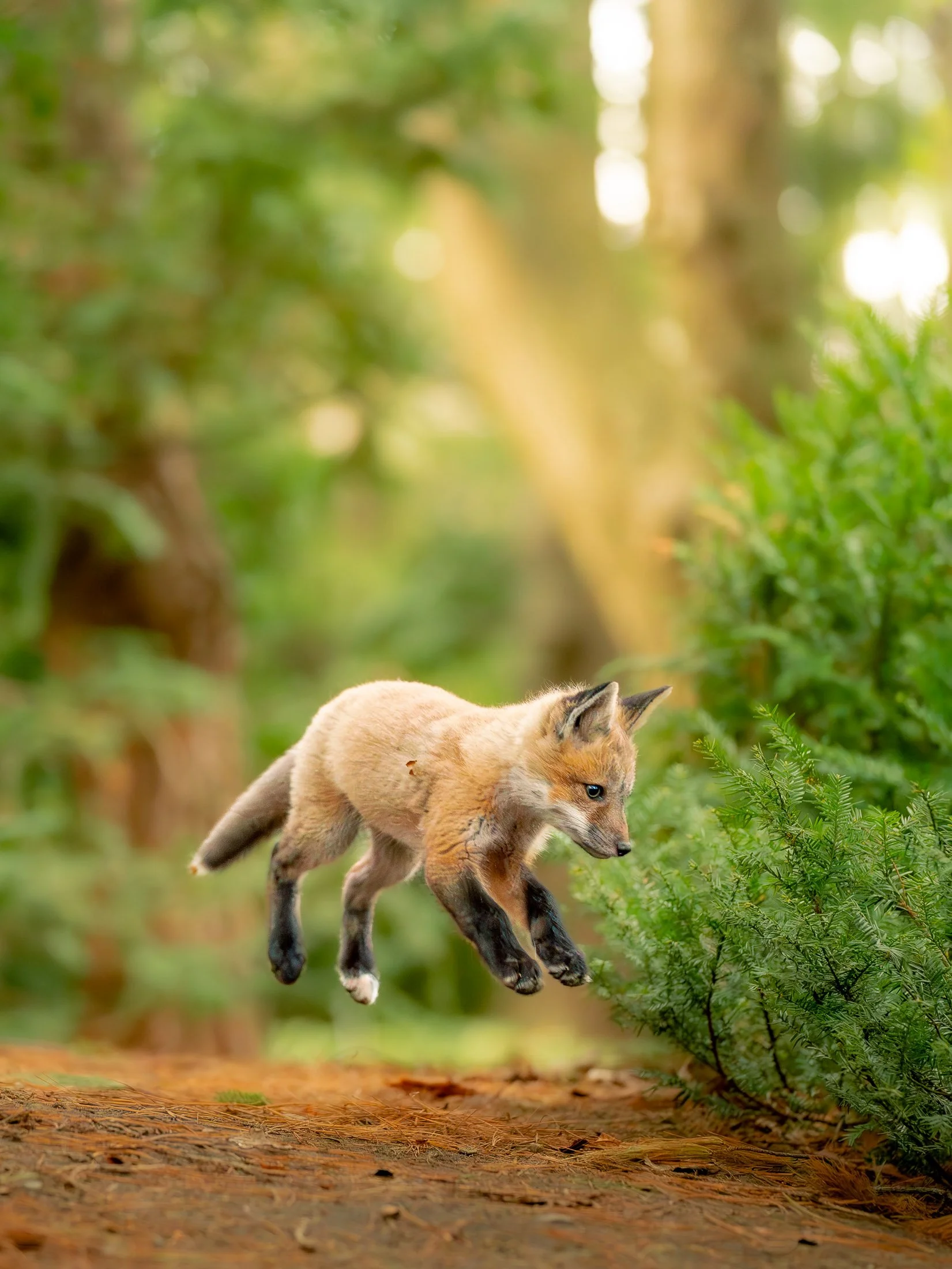 Maggie Parise - Mammals-64-3.jpg