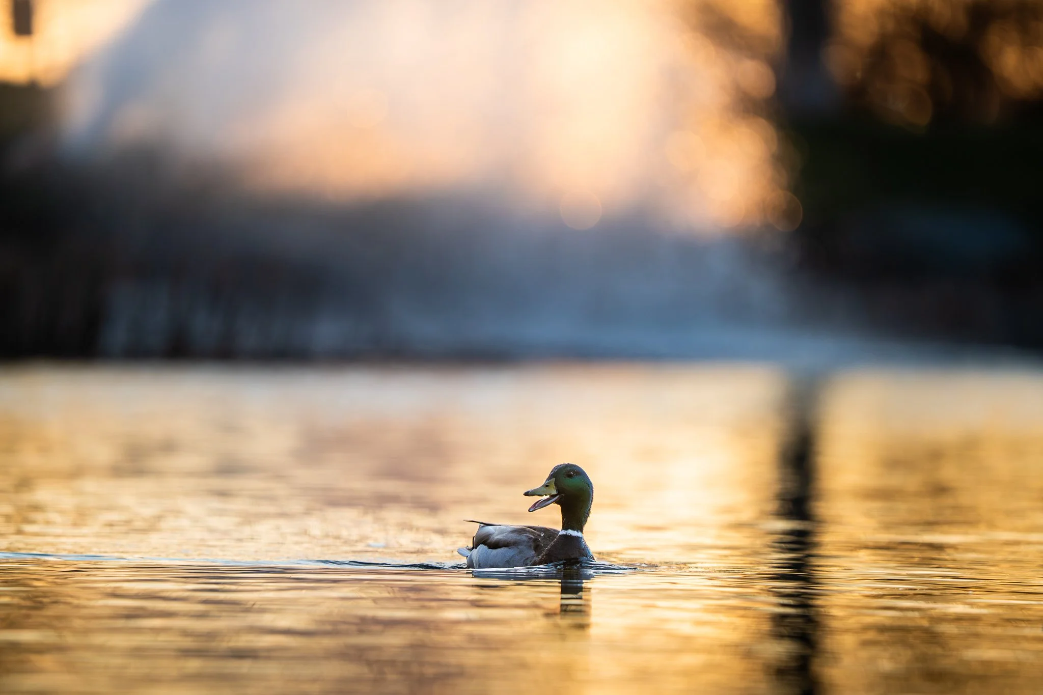 Maggie Parise -Duck - web.jpg