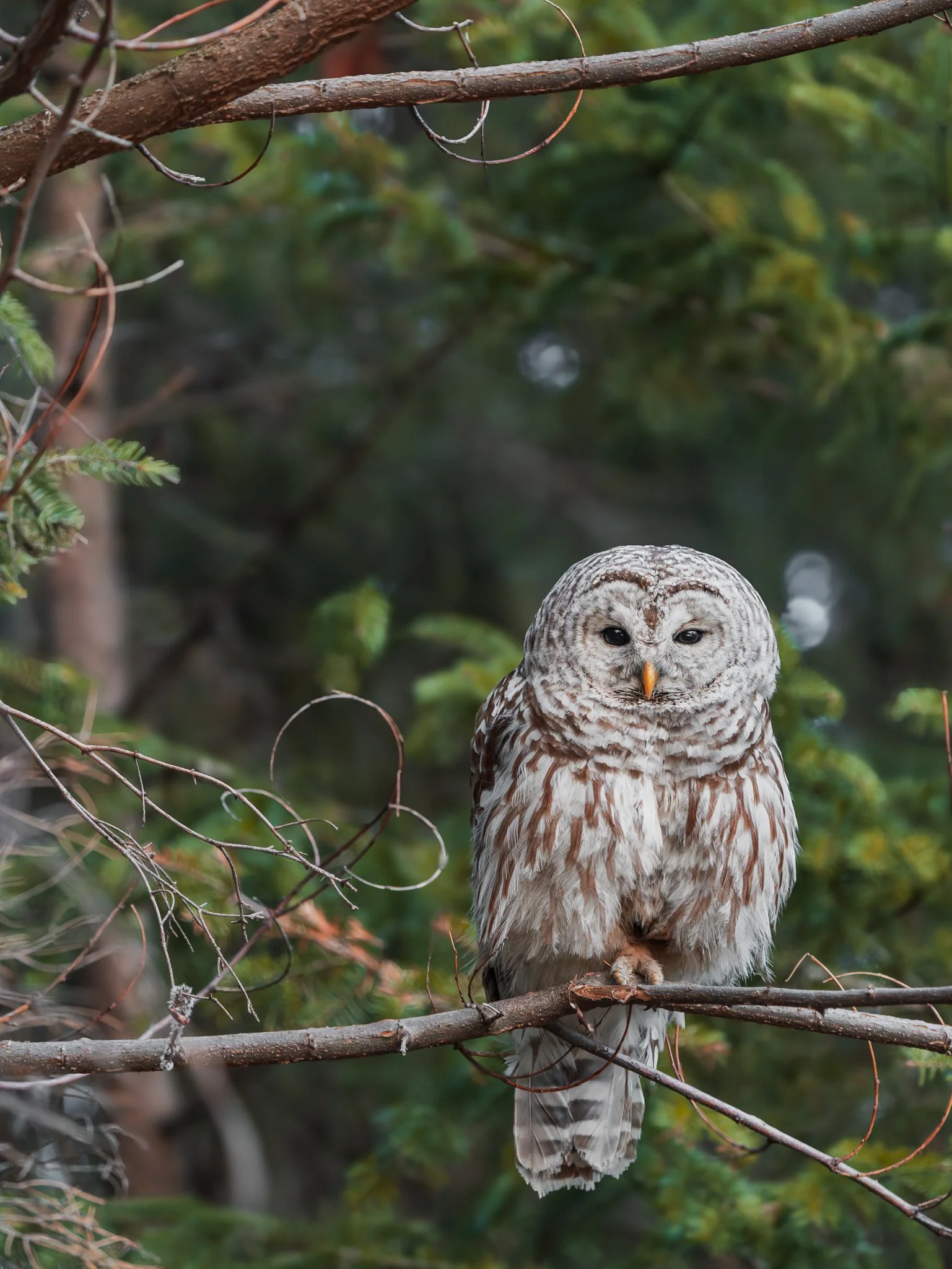 Maggie Parise - owl - web.jpg