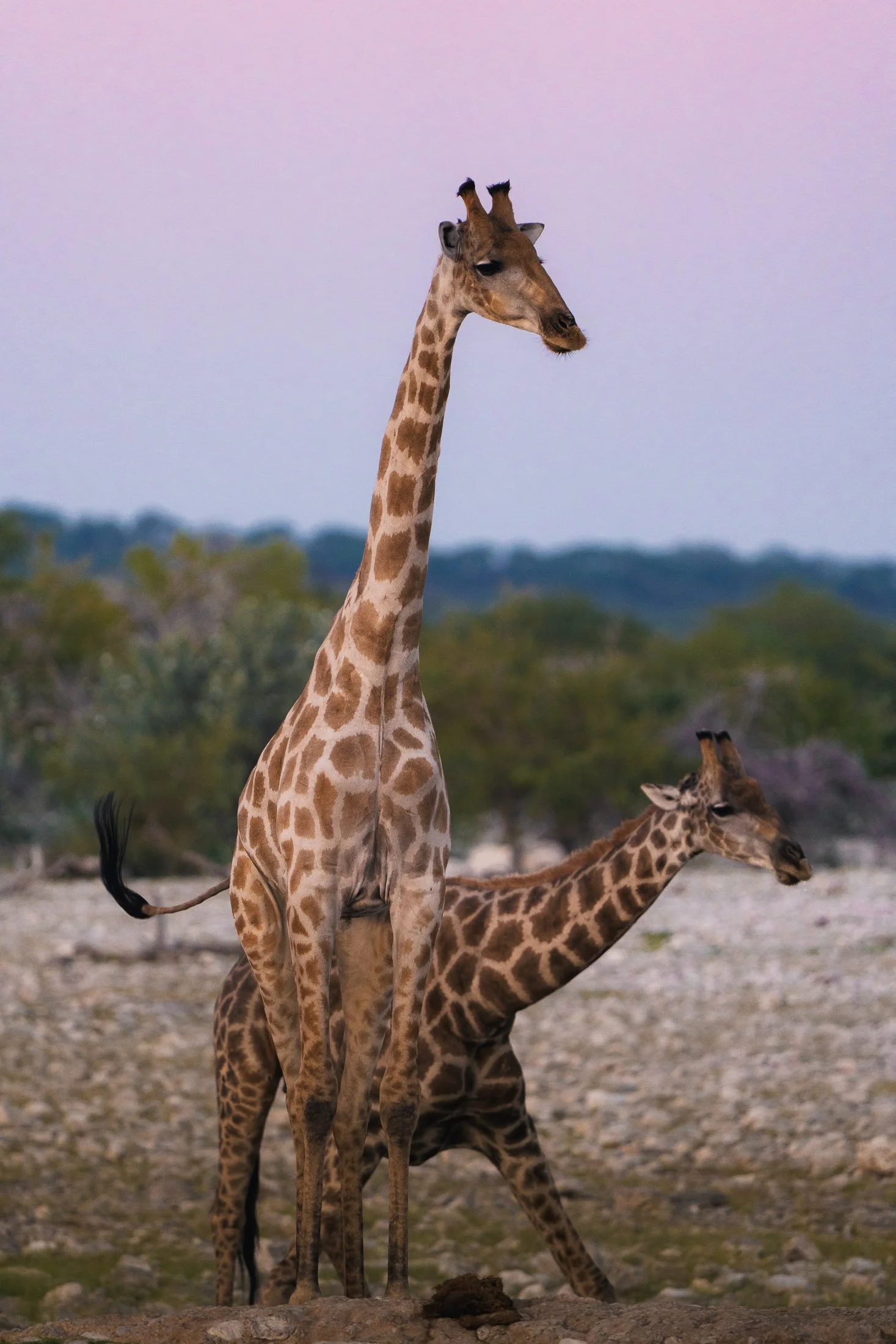 Maggie Parise - Mammals-16.jpg
