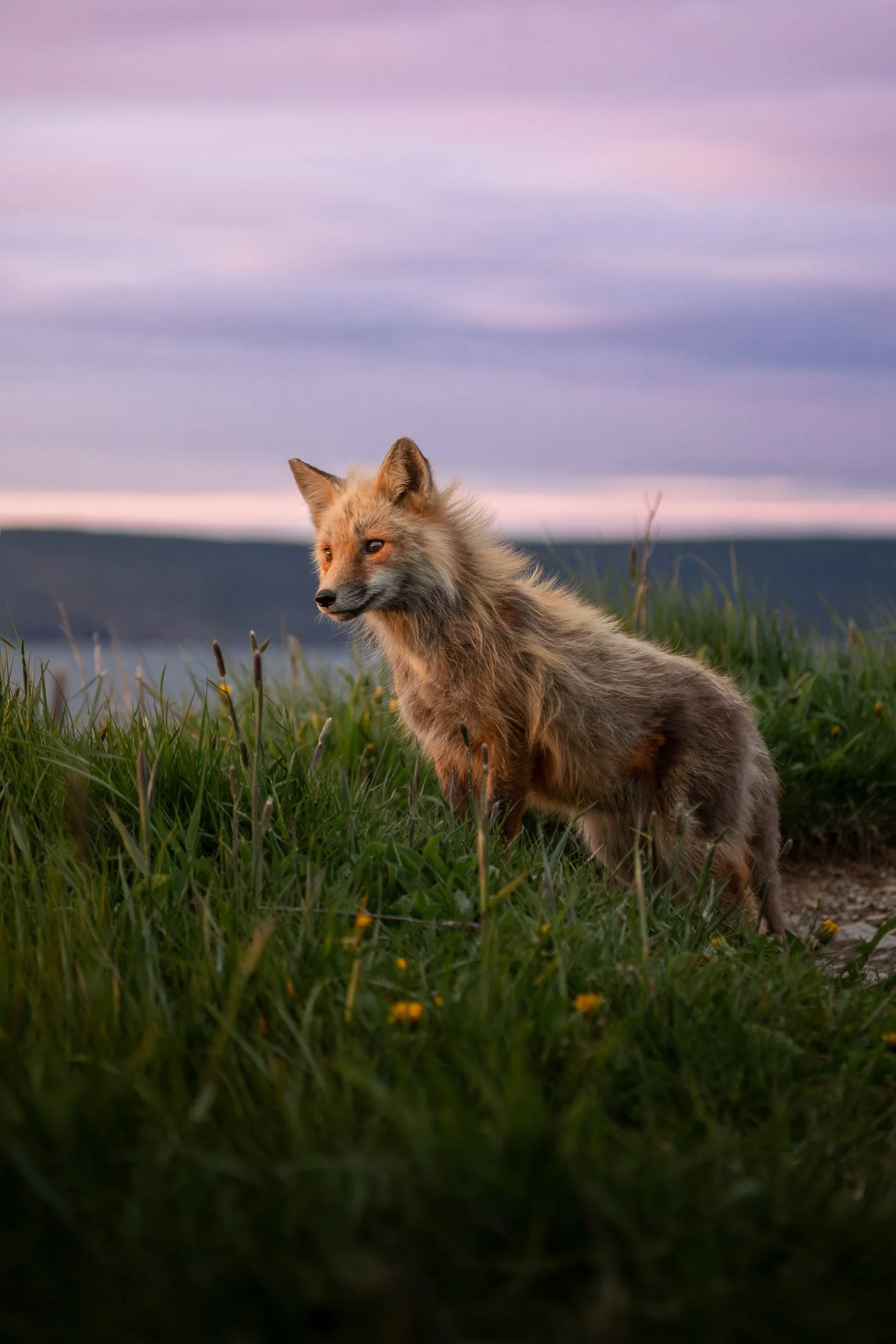 Maggie Parise - Mammals.jpg