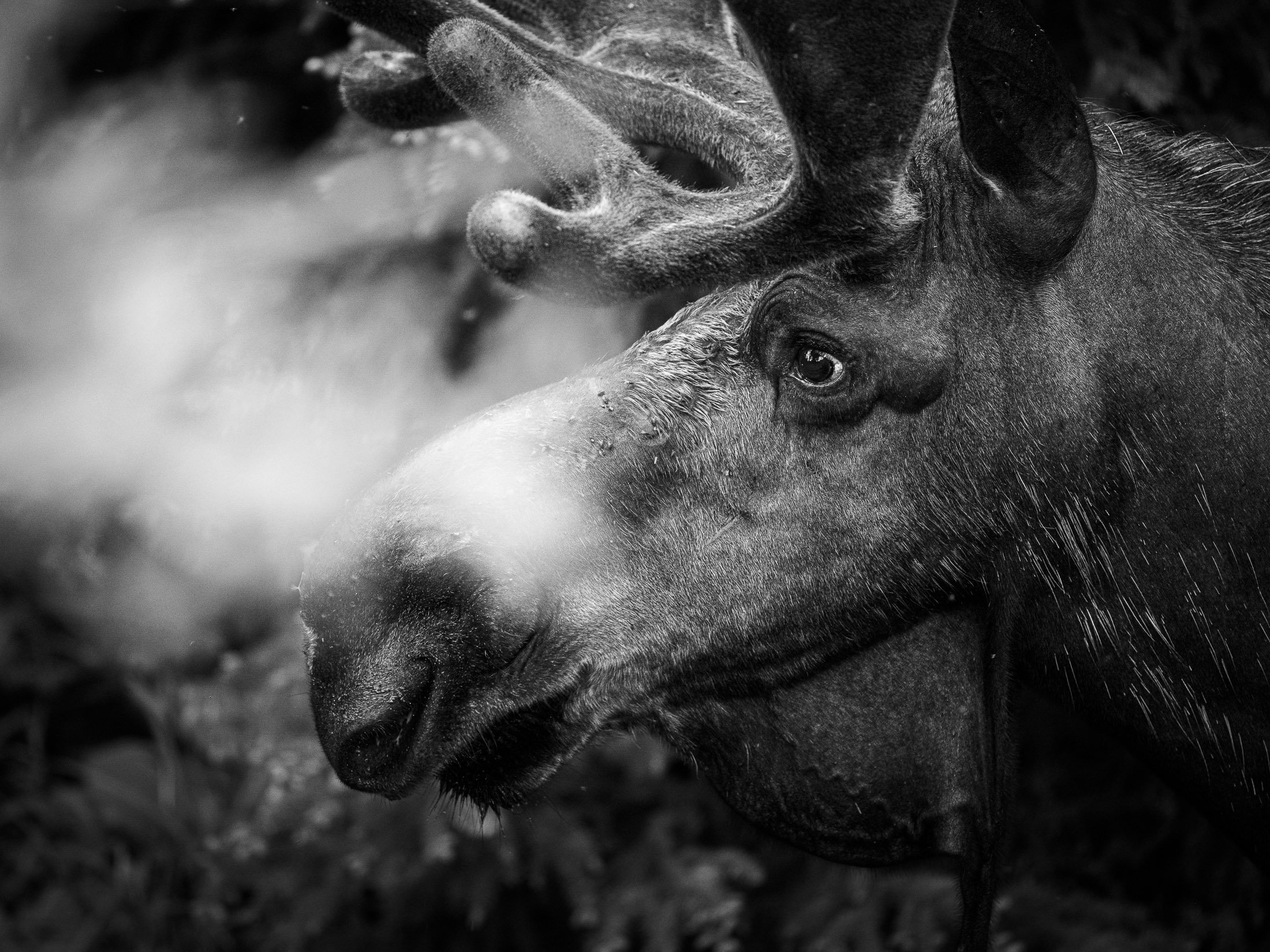 Maggie Parise - Mammals-77.jpg