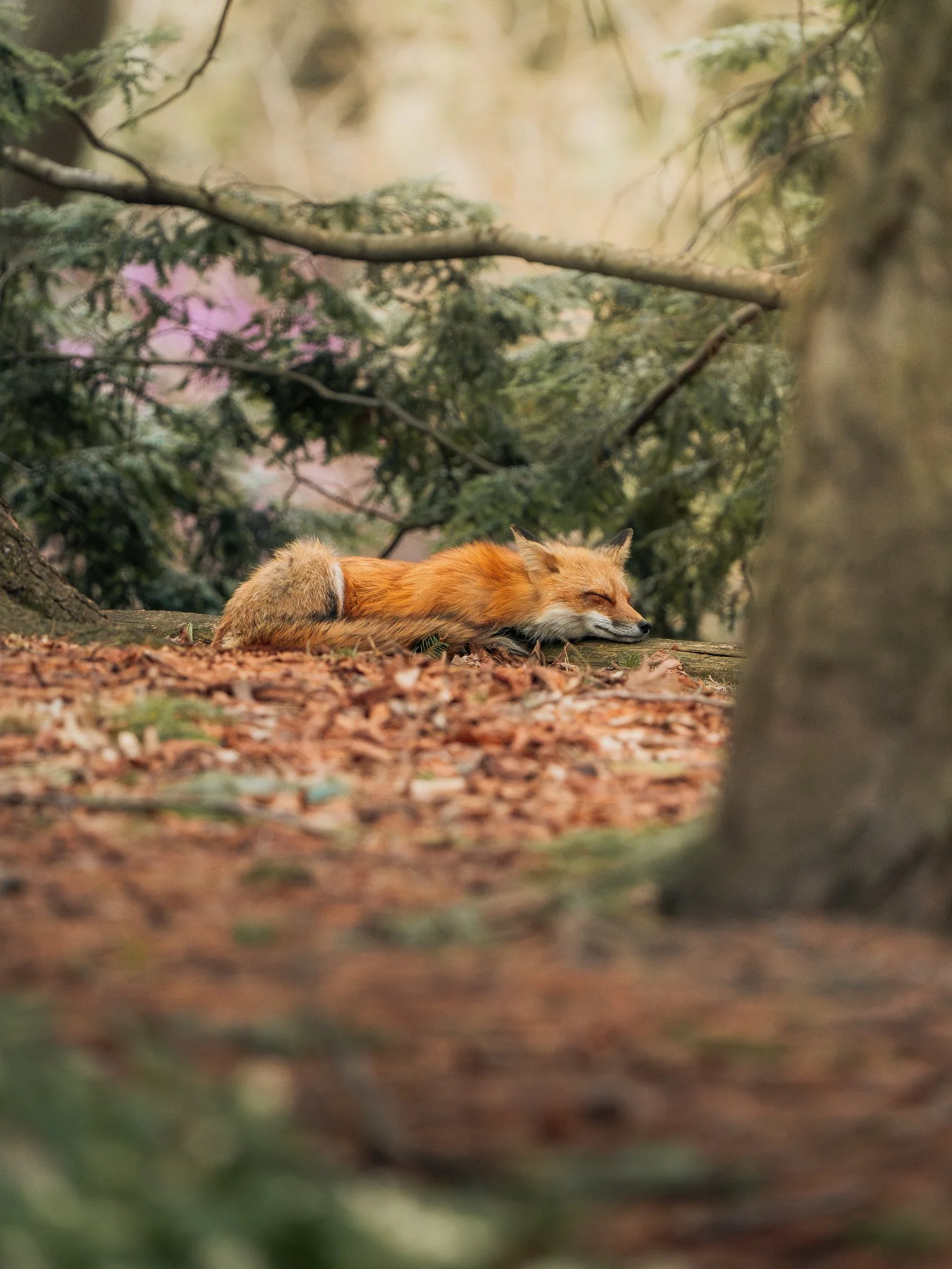 Maggie Parise - Fox Asleep - web.jpg