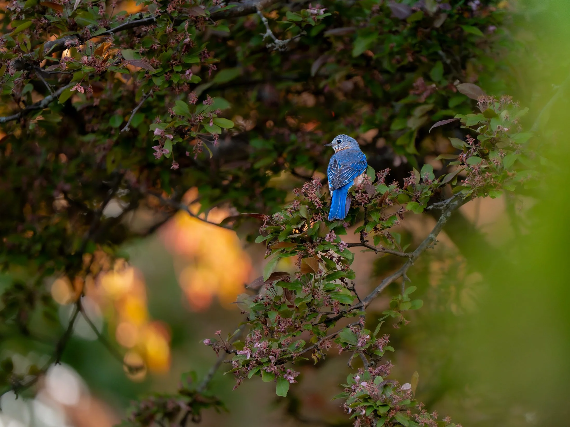 Maggie Parise - Birds-9.jpg