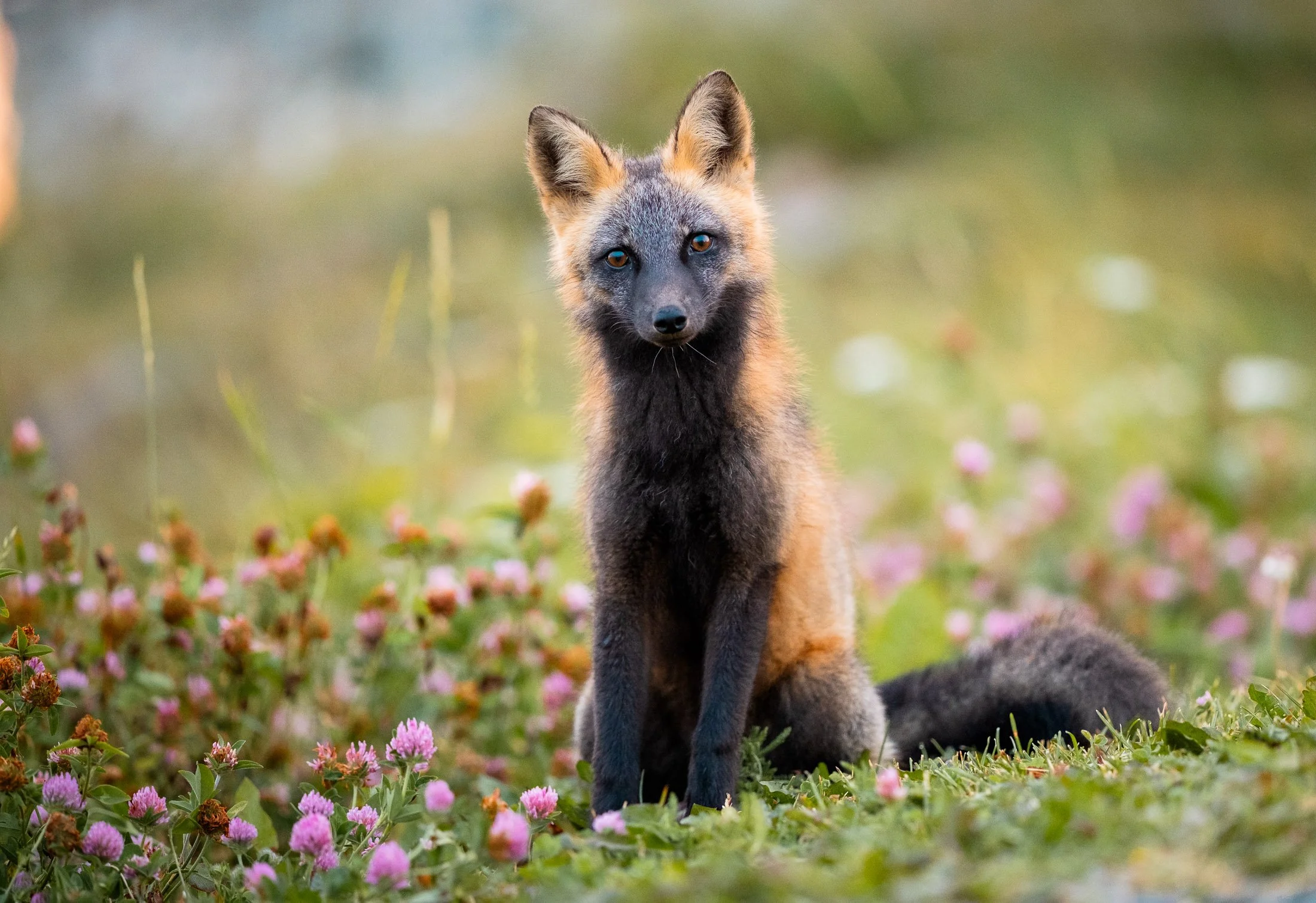 Maggie Parise - Mammals-38.jpg