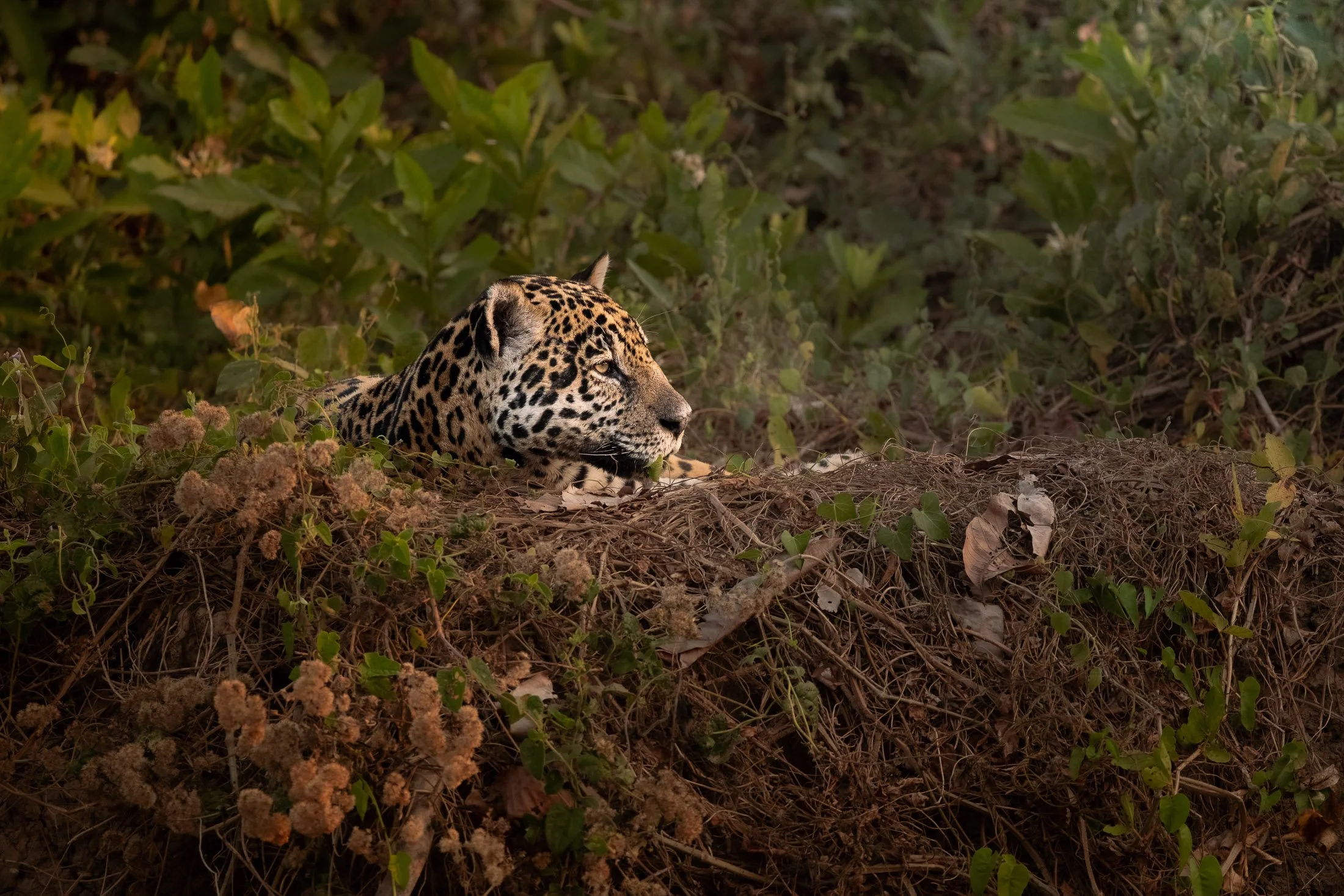 Maggie Parise - Pantanal-9.jpg