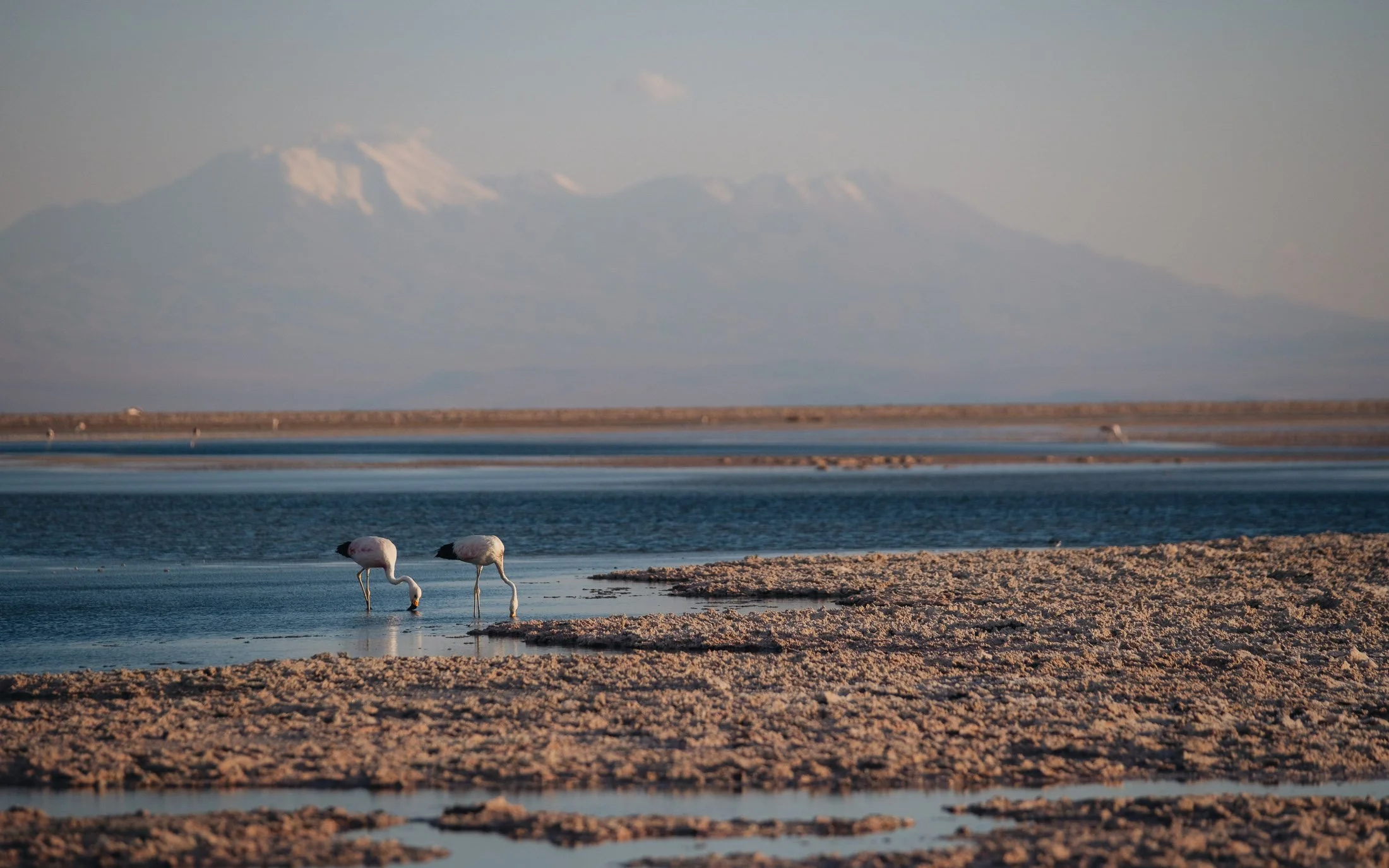 Maggie Parise - Birds-10-2.jpg