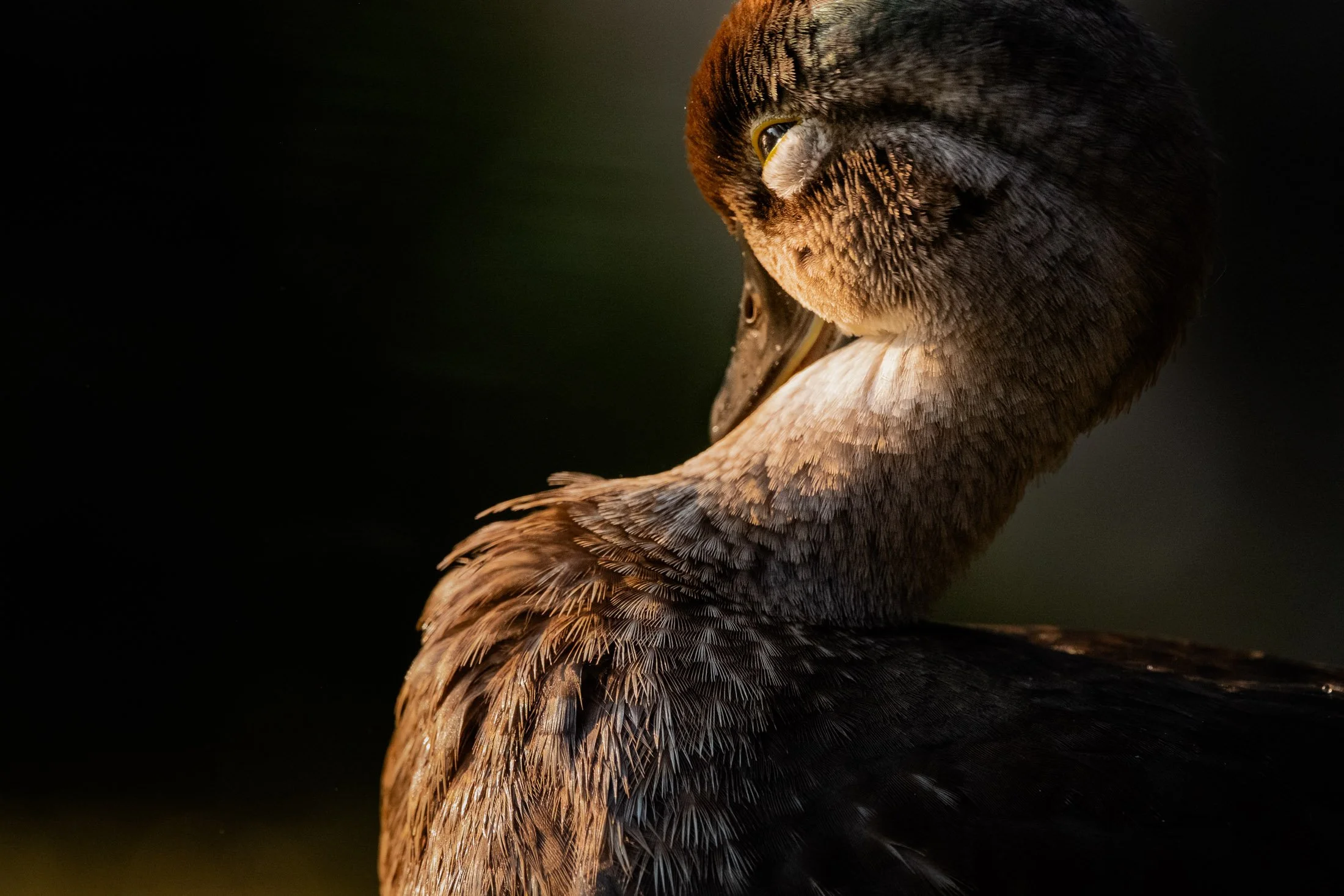 Maggie Parise - Birds-19.jpg