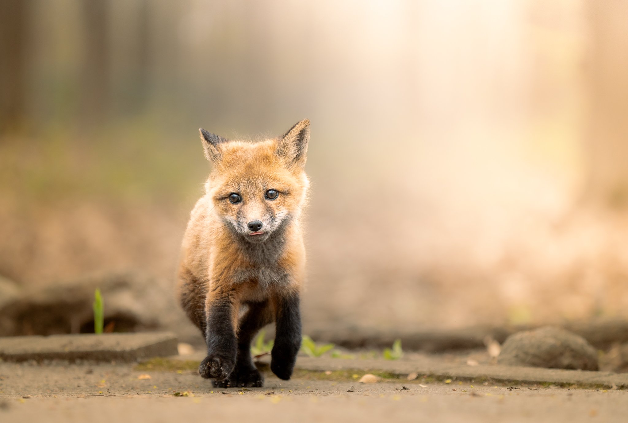 Maggie Parise - Running fox - web.jpg