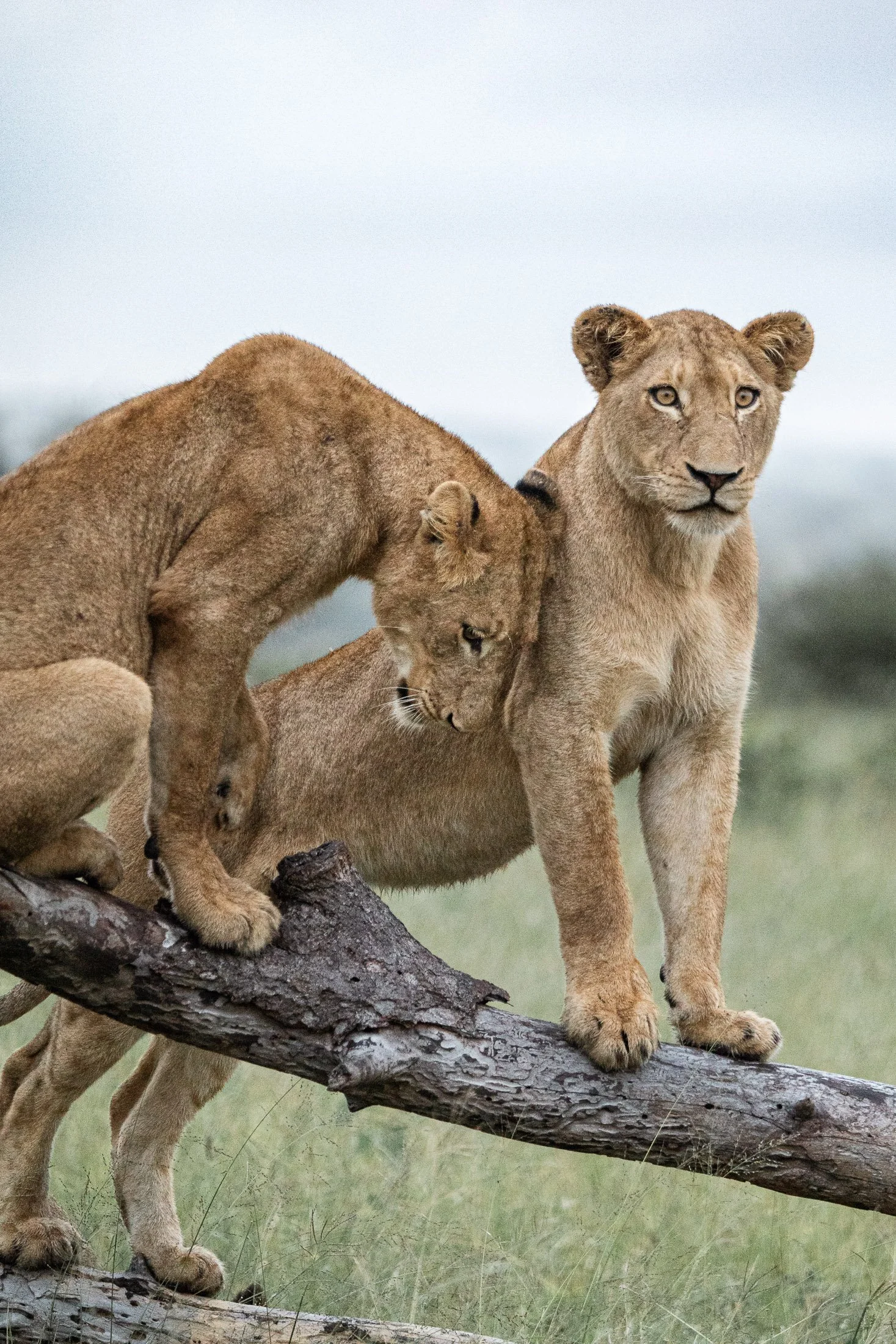 Mammals.2.jpg