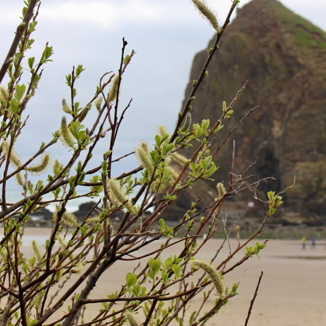 Even on the beach, there are signs of spring 🌸 Native to coastal areas of western North America, Hooker&rsquo;s willow (Salix hookeriana), also known as coastal willow or dune willow, can be found in coastal habitats like beaches, marshes, and bluff