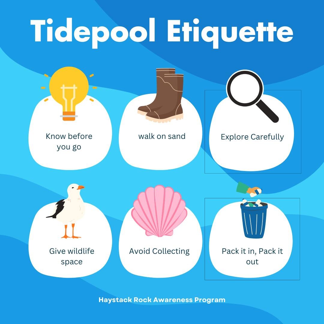 🌊The rocky intertidal is a beautiful, yet fragile, ecosystem. Before heading out to the pools, be sure to be familiar with tidepool etiquette. Following these guidelines keeps both our marine life and 🫵🏼 YOU 🫵🏼 safe! 

💡Know before you go: Many
