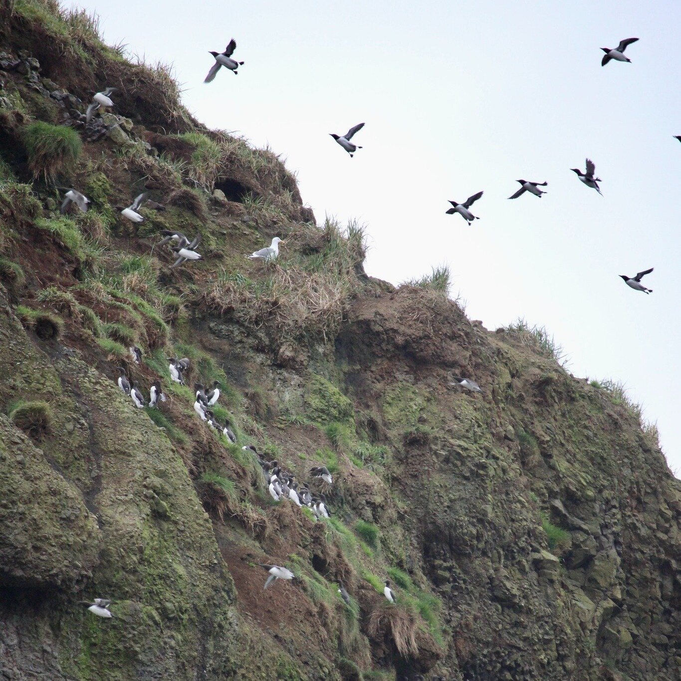 Common murres (Uria aalge) have been spotted at the rock 🪨 over the past few weeks, which means nesting season 🪺is right around the corner! Historically, they arrive in March to scope out the nesting grounds before settling in April. 

Many visitor