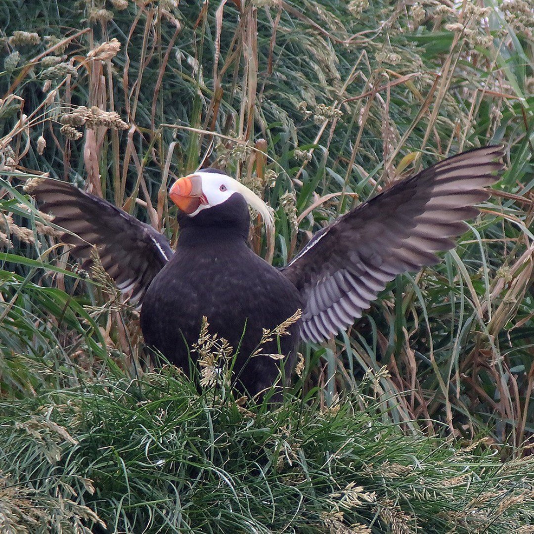 We are puffin&rsquo; with joy 🎉 we&rsquo;ve spotted the first tufted puffins of the season! 

This morning, our Director and Education and Volunteer Coordinator hit the beach to try and spot the first arrivals 🔎 While none were seen lingering outsi