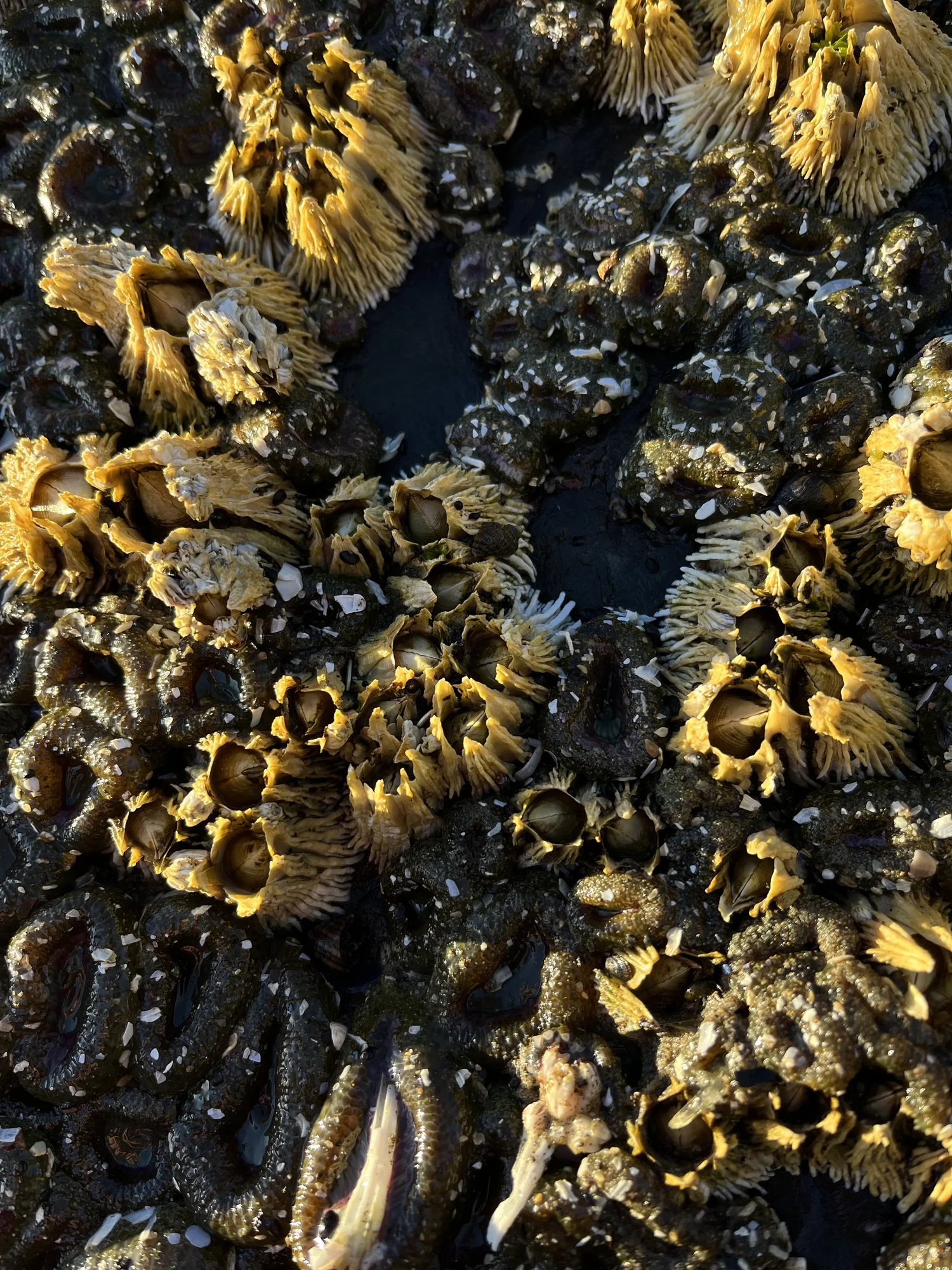 Thatched Barnacle — Haystack Rock Awareness Program