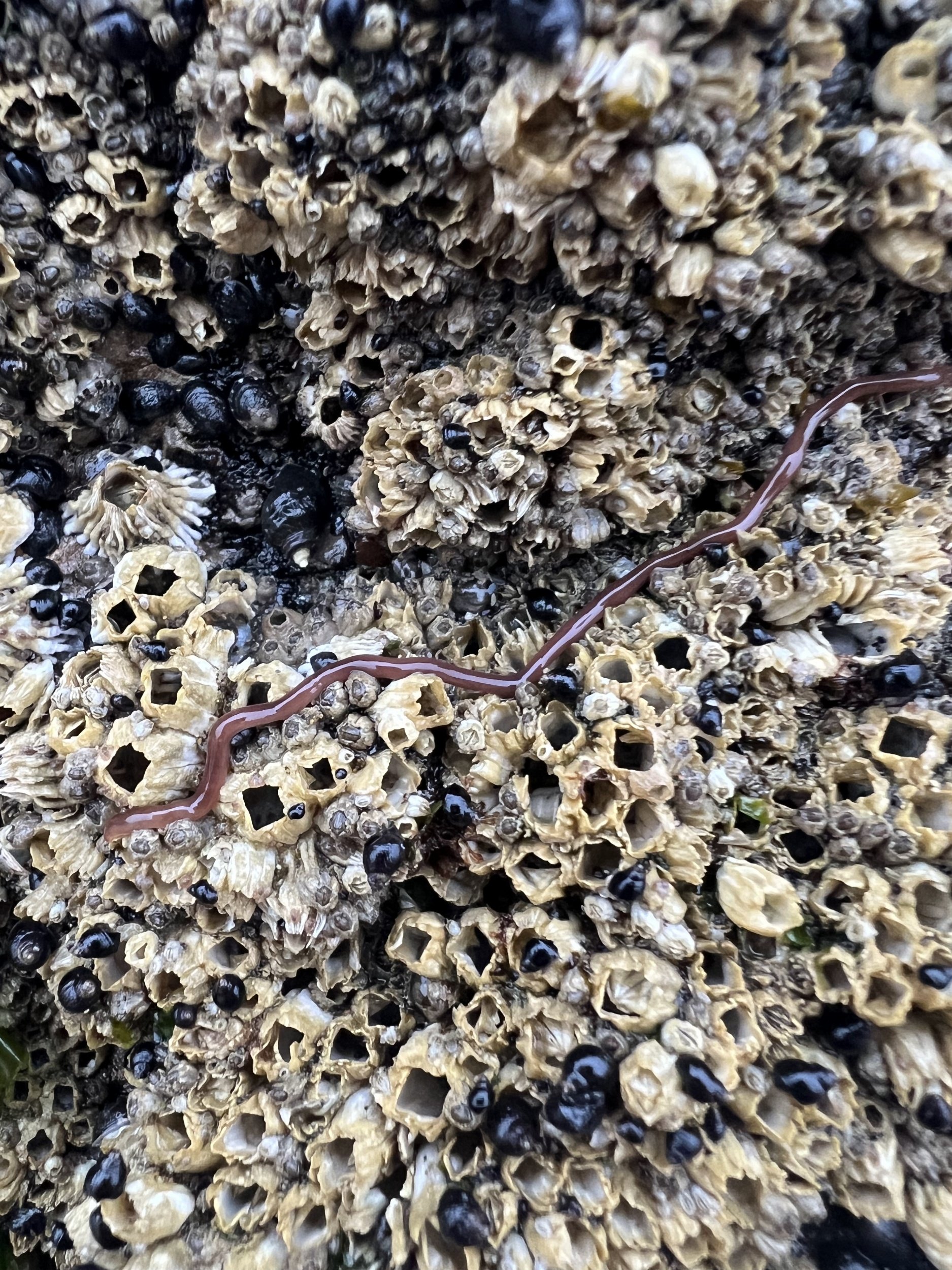 Types Of Ribbon Worms